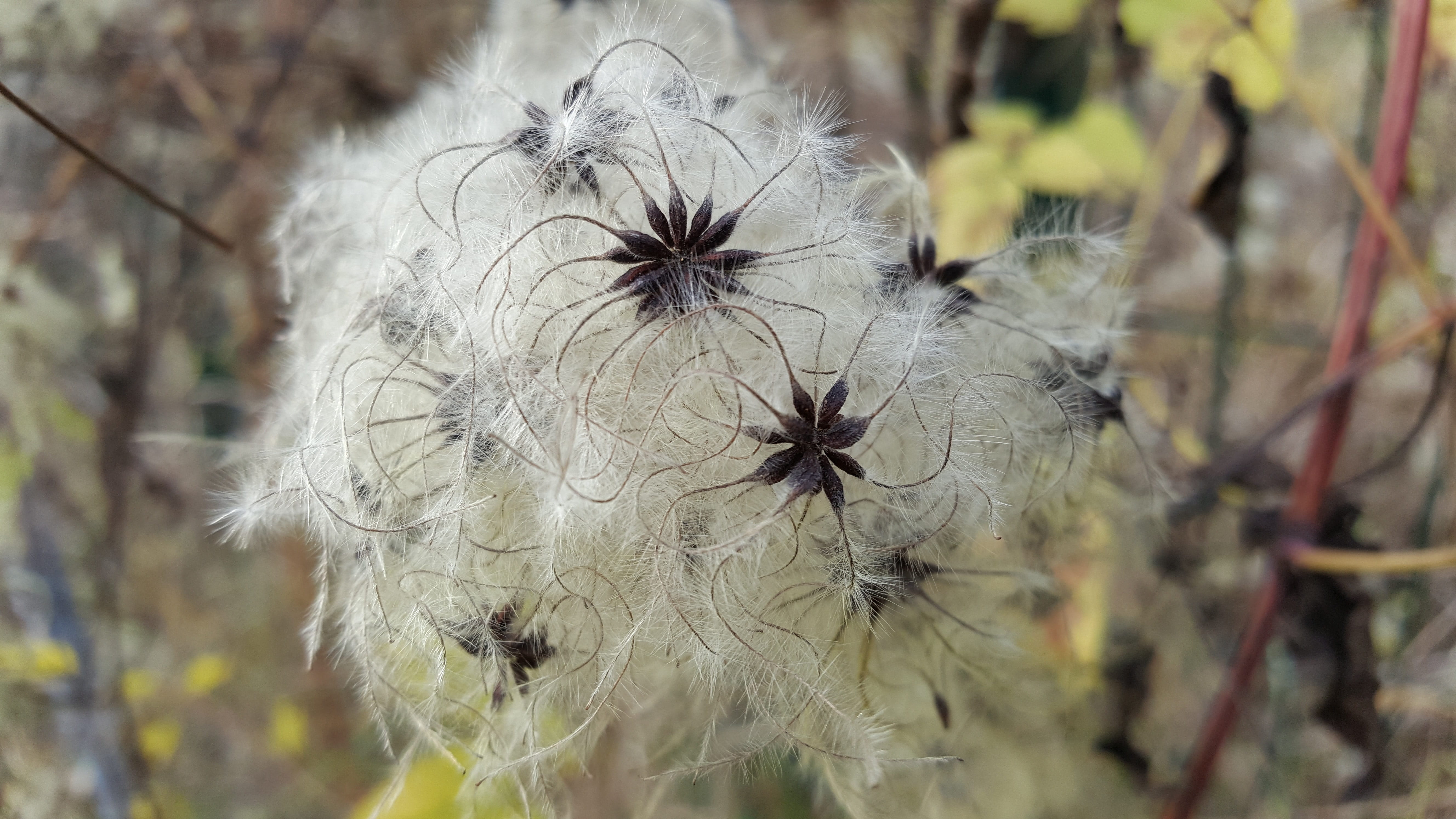 dandelion seed, fluffy, seeds, season, flowering plant, summer, no people, fragility, flower, vulnerability, background, outdoors, day, inflorescence, 5K, HD Wallpaper