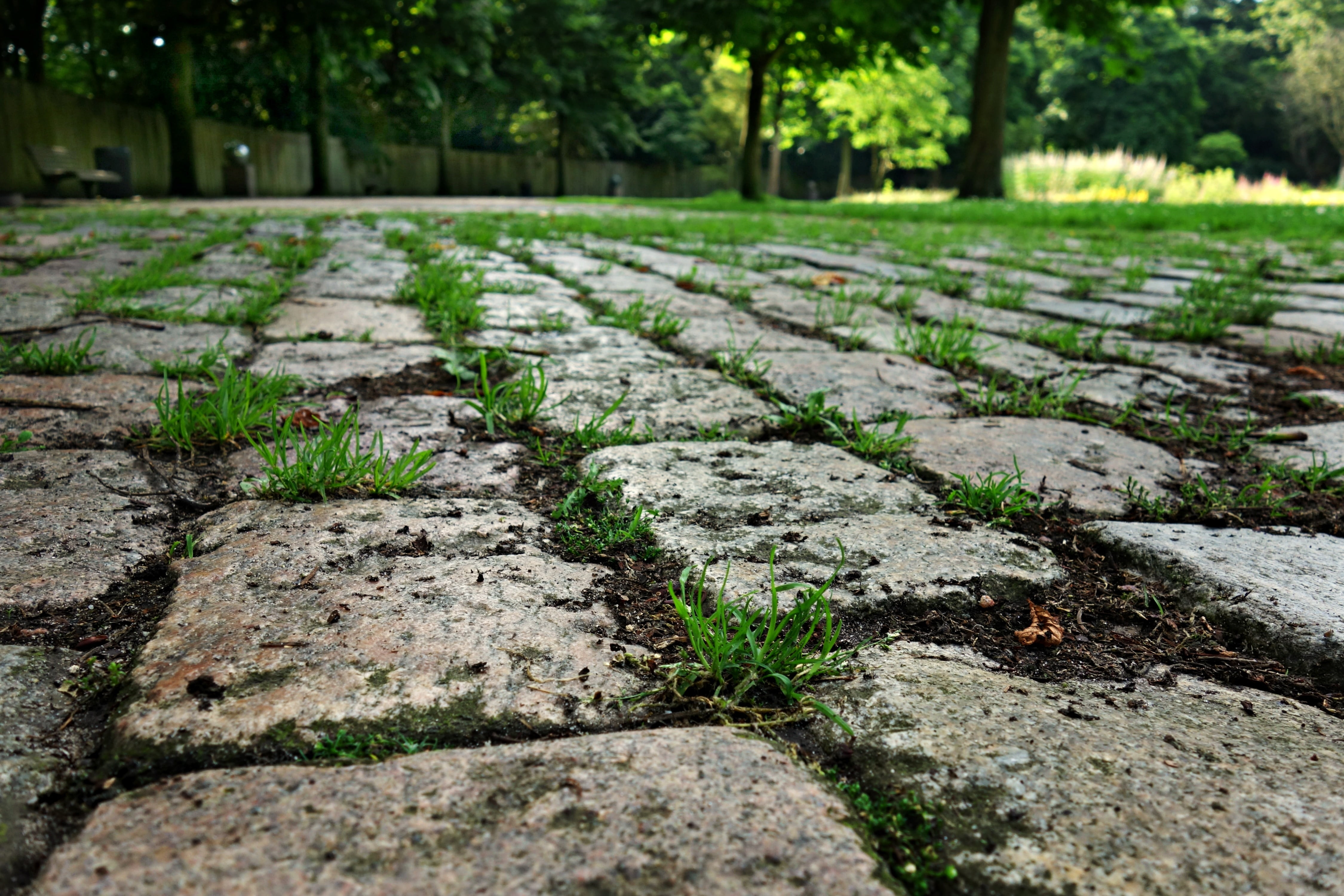 pattern, solid, rough, pavement, vintage, walkway, textured, selective focus, nature, growth, texture, green color, old, paving stone, urban, surface, tree, HD Wallpaper
