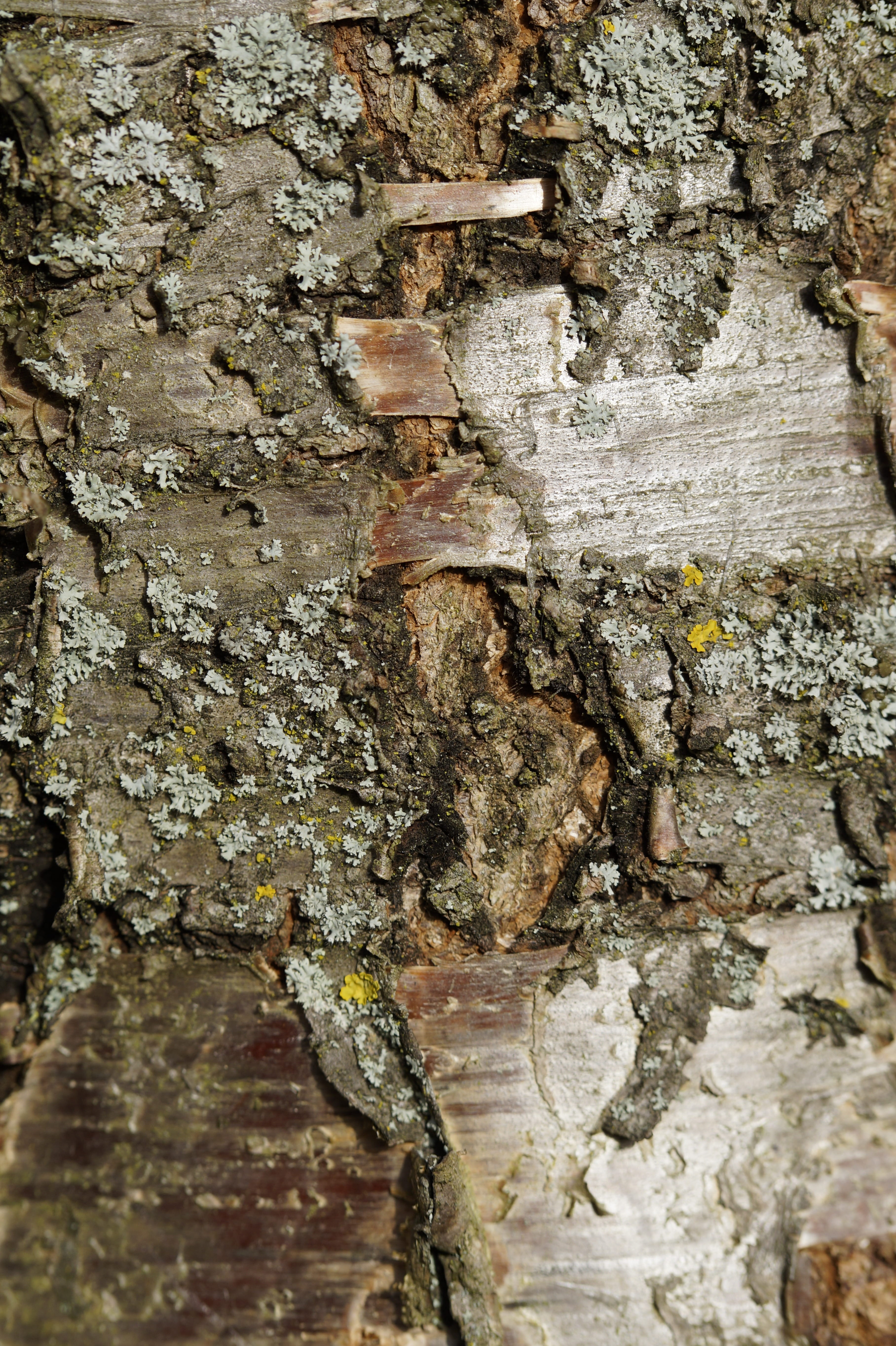 rau, ruined, day, close up, weathered, trunk, architecture, rough, tree bark, pattern, background, structure, full frame, close-up, cherry, outdoors, backgrounds, Phone HD Wallpaper