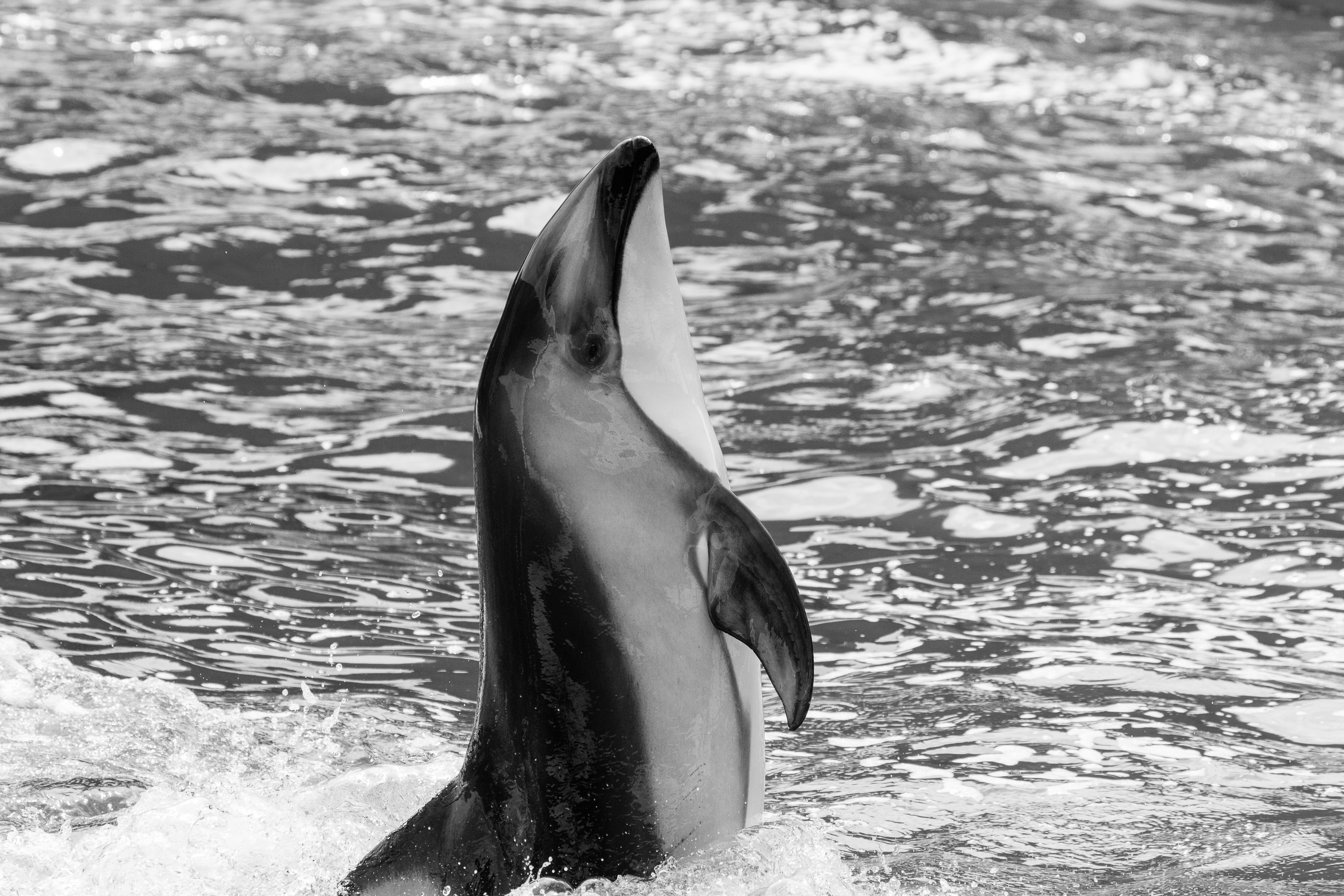 outdoors, close-up, wild, animal wildlife, dolphin, animal themes, focus on foreground, animal mouth, swimming, nature, animal, one animal, mammal, day, HD Wallpaper