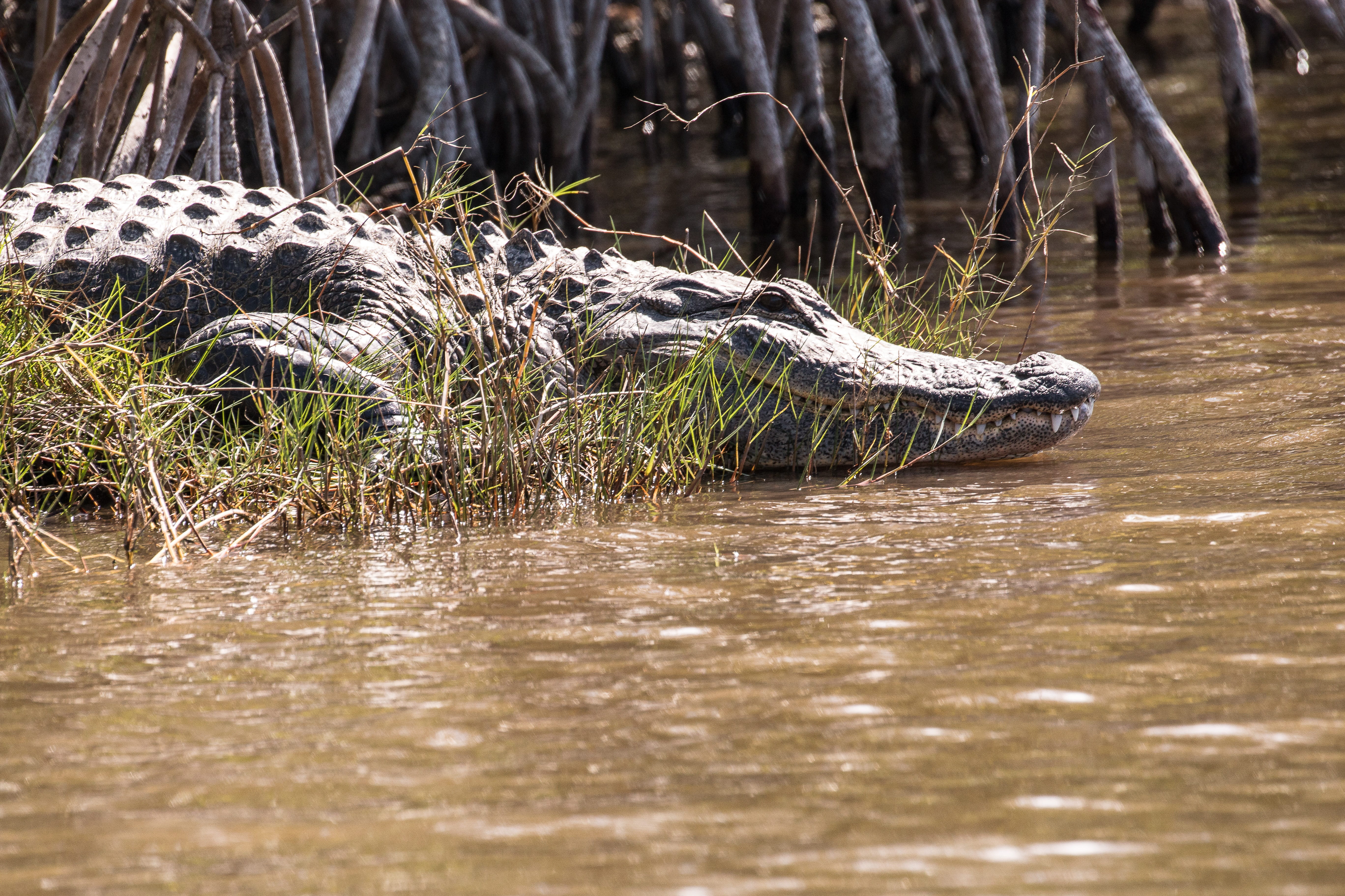 5K, florida, grass, animal themes, plant, wild, lake, no people, waterfront, crocodile, surface level, reflection, outdoors, alligator, reptile, selective focus, HD Wallpaper