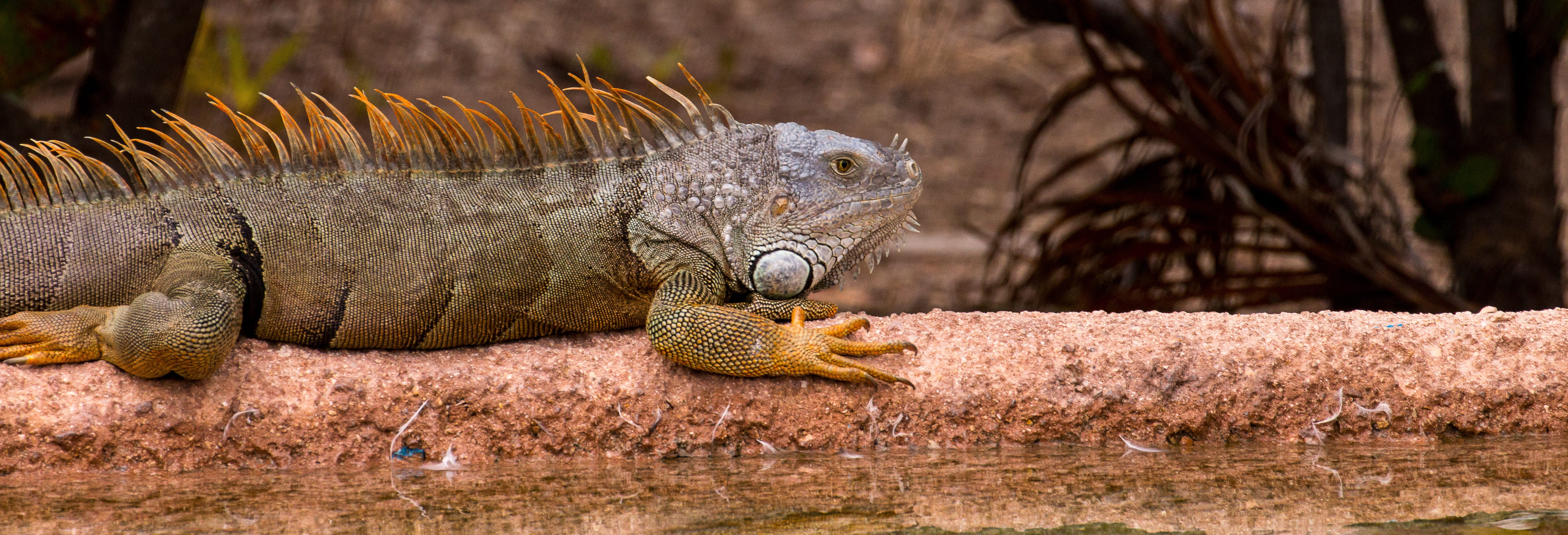 reptile, iguana, earth, 5K, animals in the wild, travel destinations, animal head, no people, animal wildlife, animal themes, outdoors, nature, day, lizard, HD Wallpaper