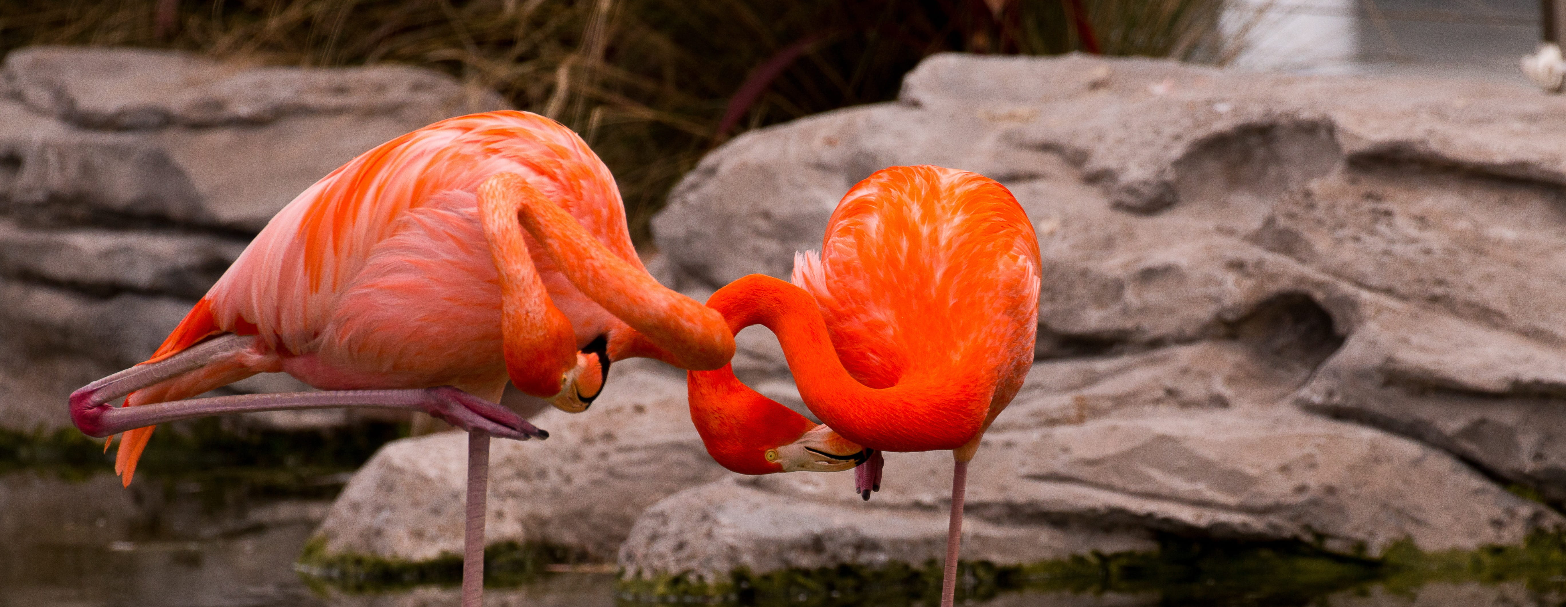 animal wildlife, solid, 5K, animal neck, animals in the wild, focus on foreground, vertebrate, earth, zoo, beak, rock - object, bird, outdoors, orange color, HD Wallpaper