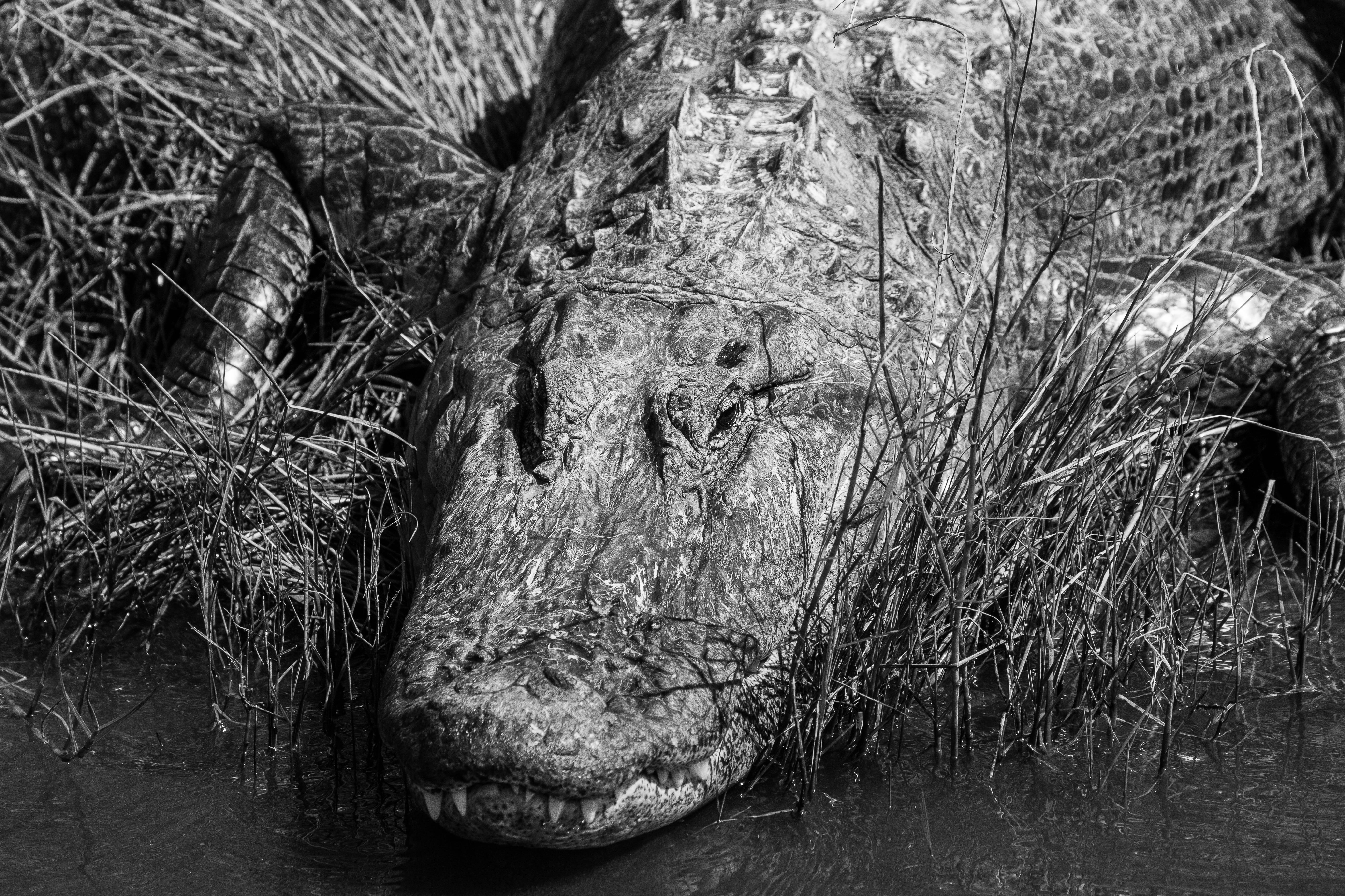tree, nature, lake, florida, animal themes, animals in the wild, creation, 5K, tree trunk, animal head, alligator, animal wildlife, everglades, forest, HD Wallpaper