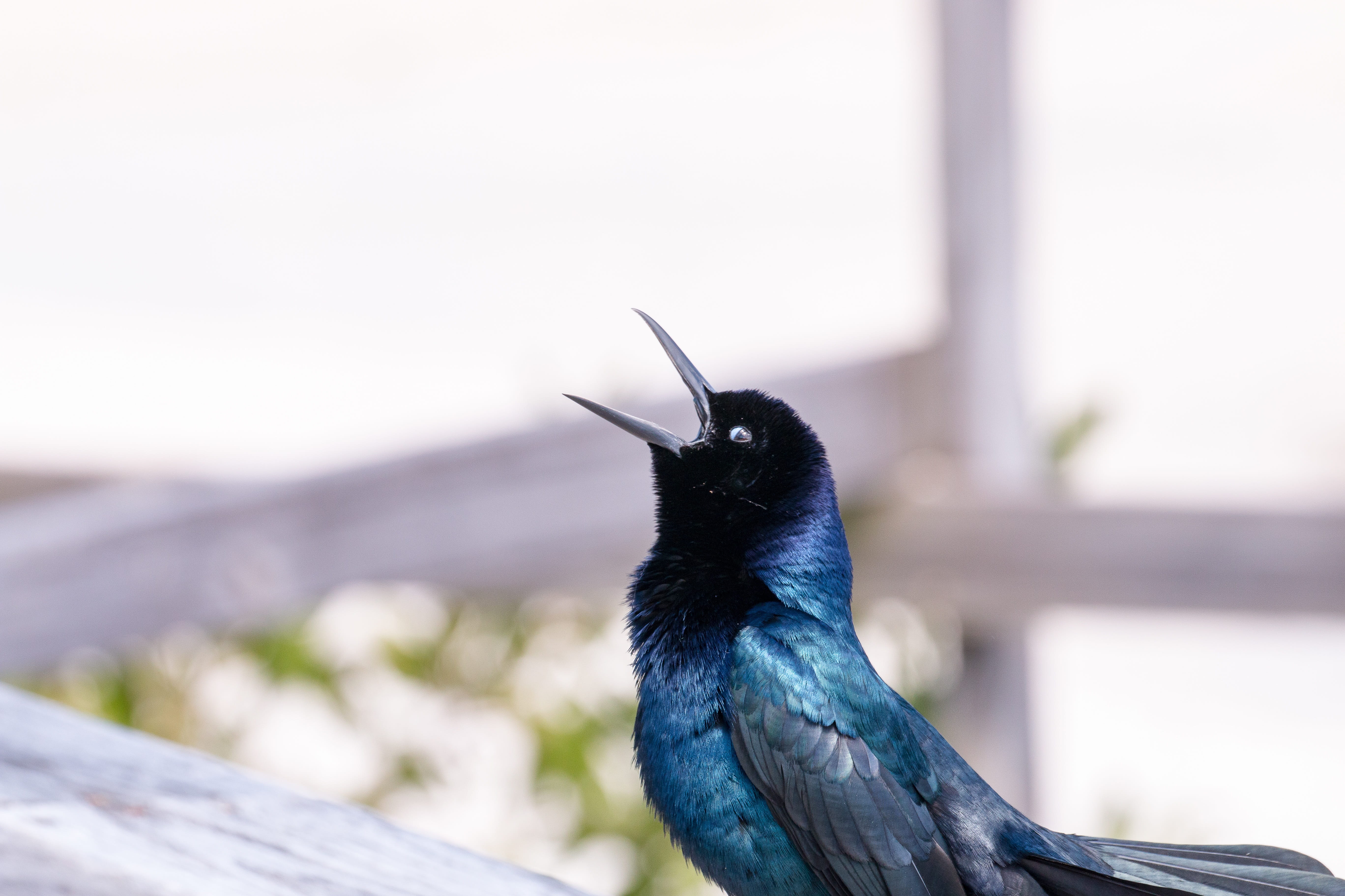 creation, focus on foreground, animal, outdoors, nature, sing, beak, black color, swamp, perching, no people, close-up, full length, florida, vertebrate, HD Wallpaper
