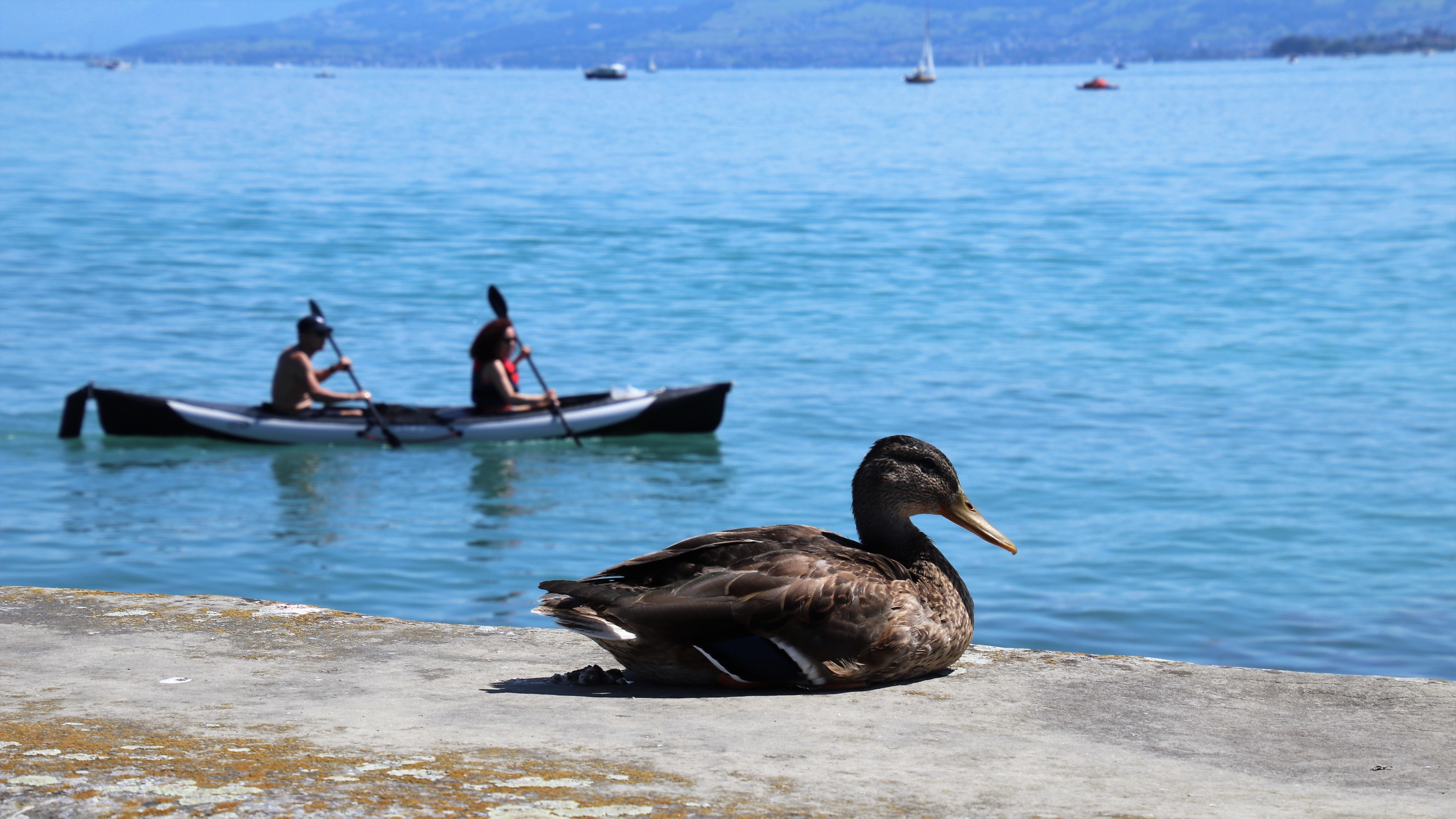 animal wildlife, outdoors, nature, the creation of, beauty in nature, animals in the wild, focus on foreground, blue, sitting, lake, natural, floats, kayak, HD Wallpaper