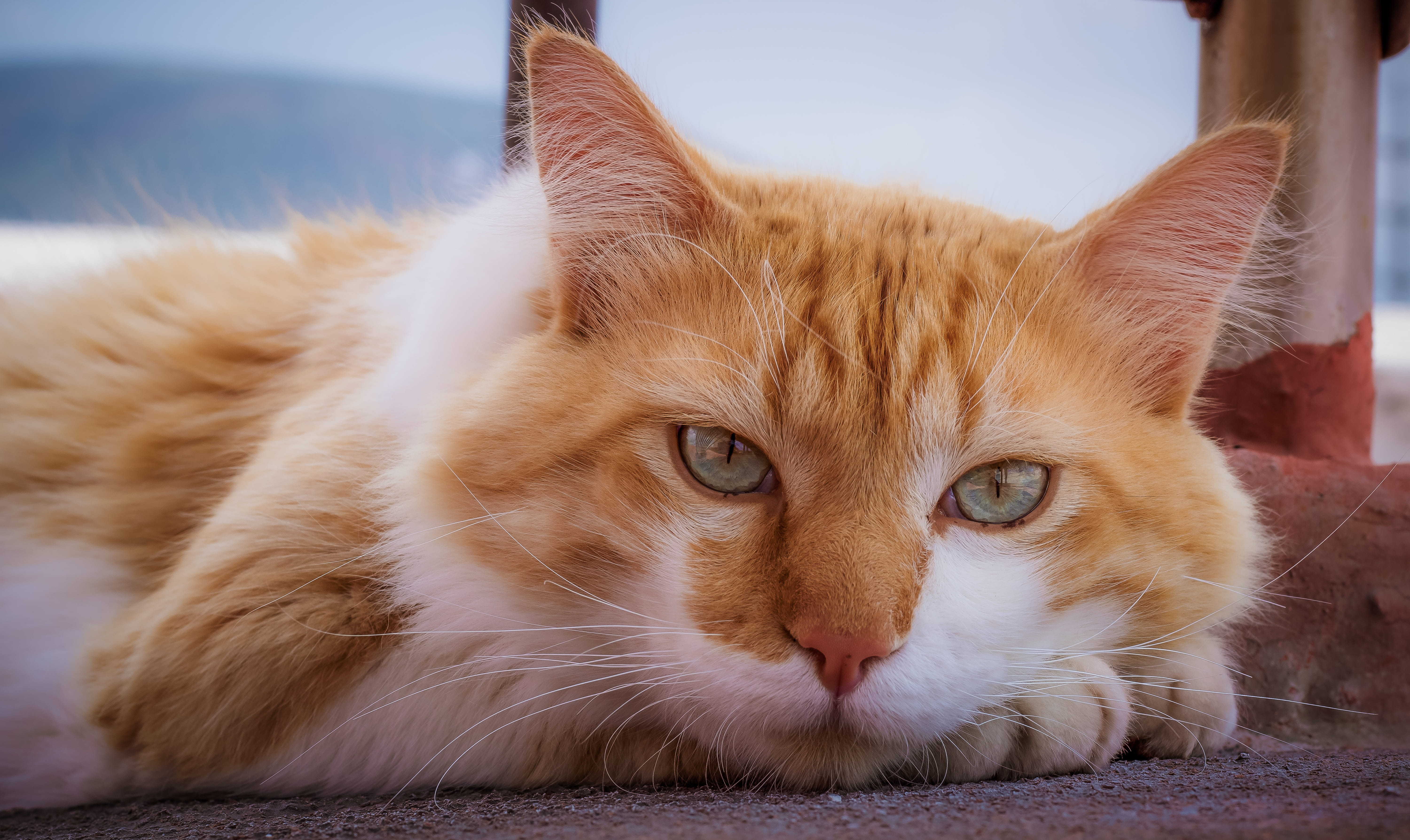 brown, pet, portrait, domestic Animals, vertebrate, floor, nature, animal head, Animal, animal, funny, one animal, looking at camera, kitty, outdoors, Kitten, HD Wallpaper