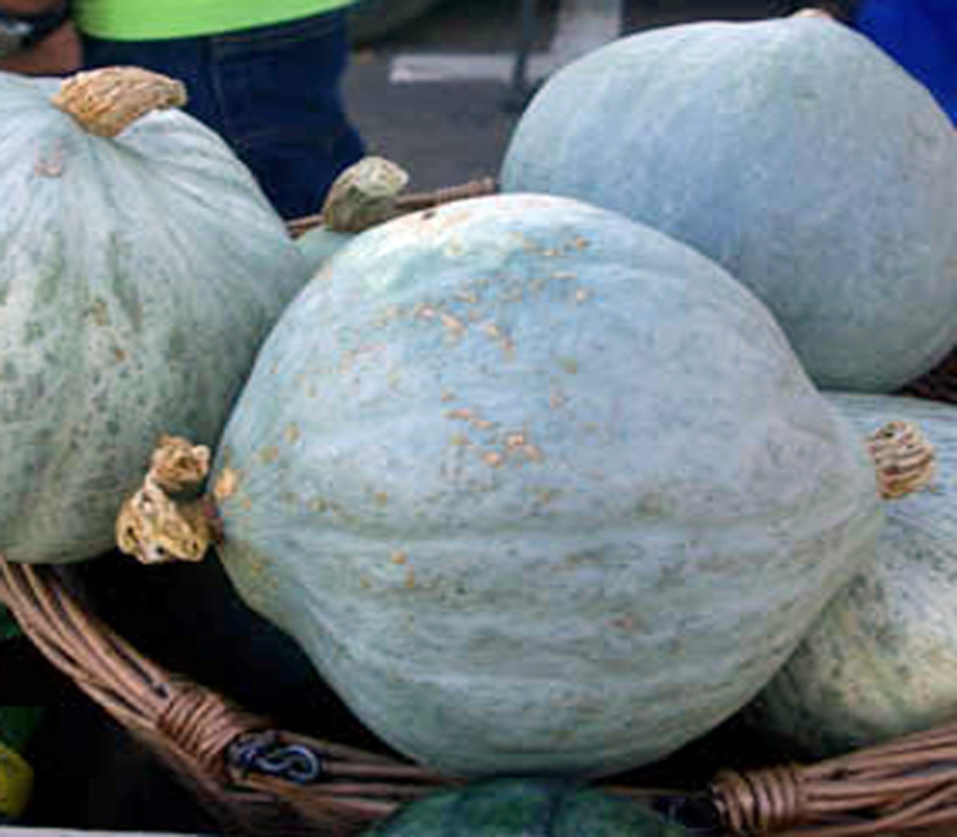 retail, Blue Pumpkins, pumpkin, outdoors, market, decoration, nature, market stall, gourd, food, no people, healthy eating, day, close-up, 1080P, Photo Album, HD Wallpaper