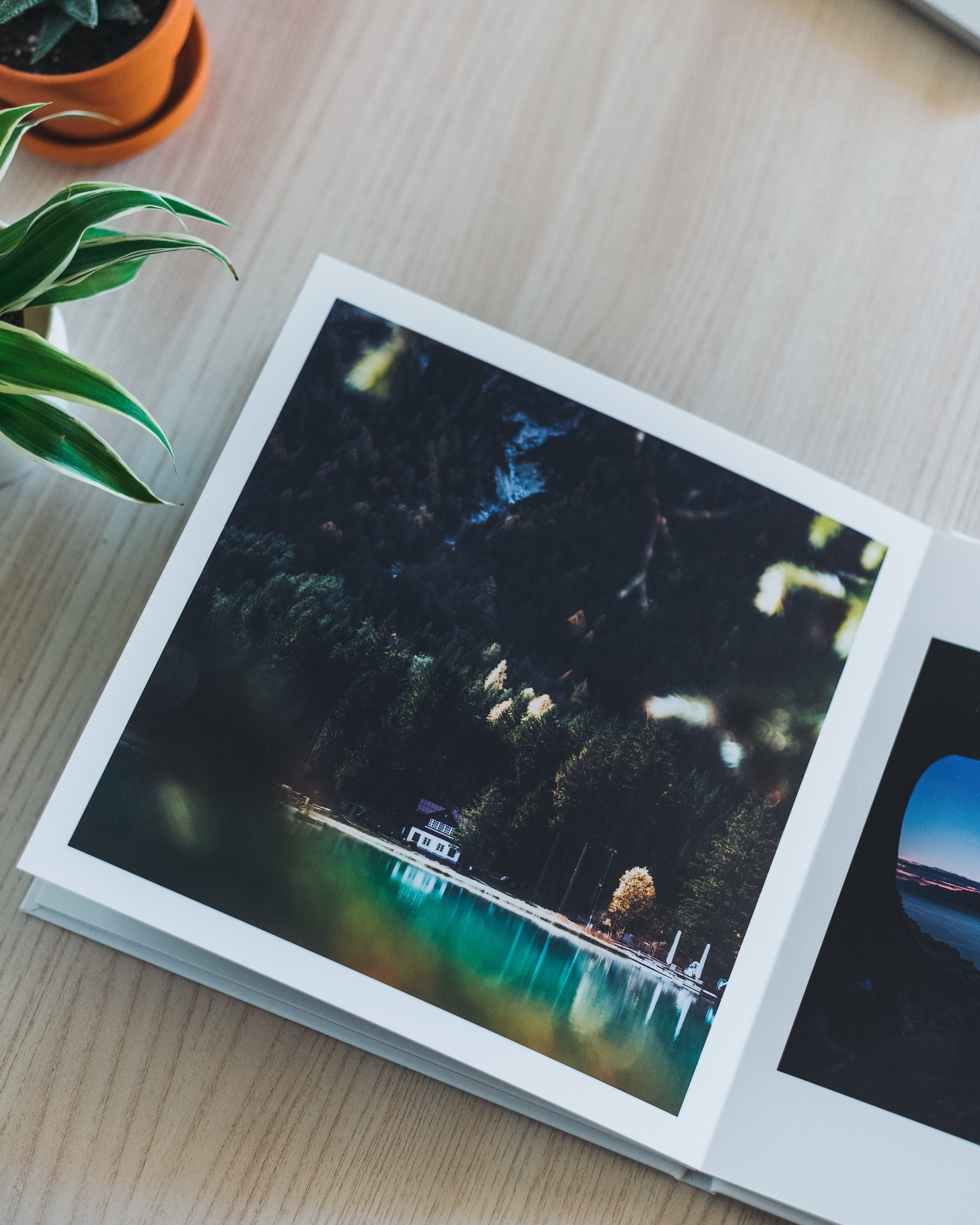 board, album, reflection, plant, house, book, near, table, invertebrate, high angle view, photography, body, close-up, animal wildlife, animal, wooden, Phone HD Wallpaper