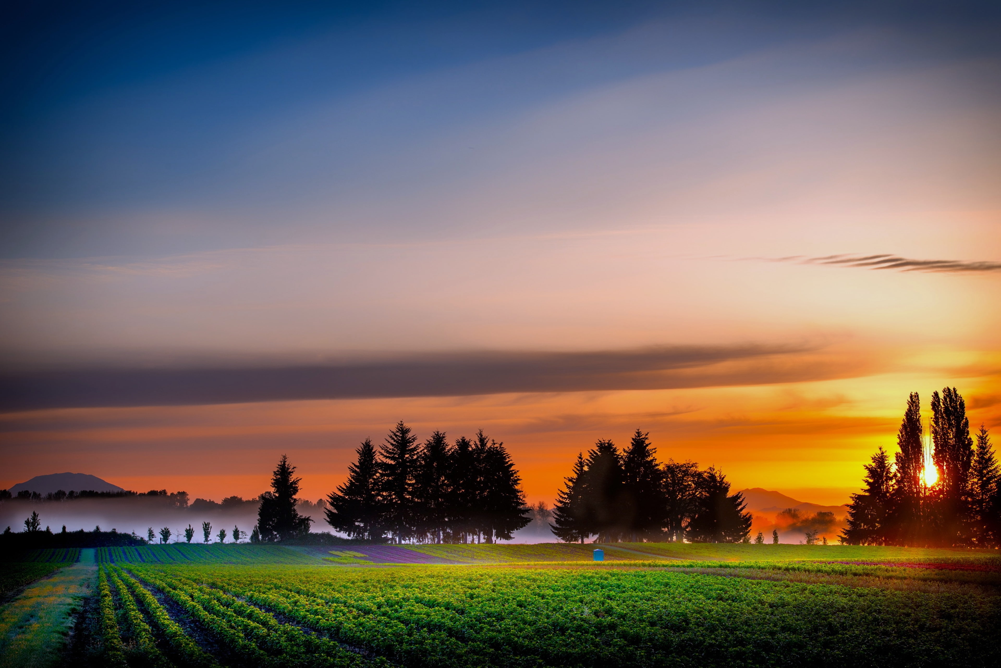 Tree, Pakistan, Landscape, Nature, Sunrise, Earth, 4K, Field, HD Wallpaper