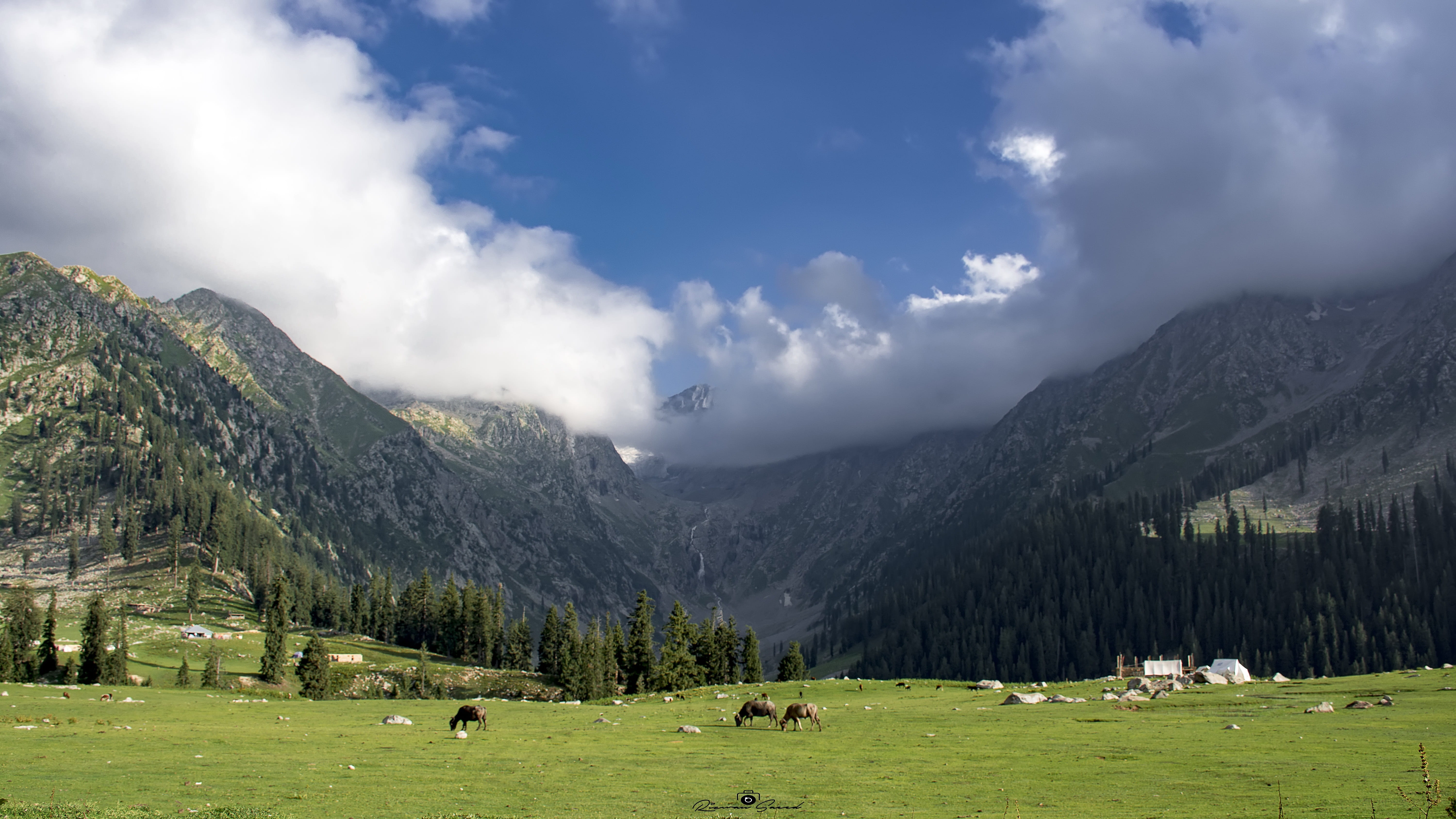 grounds, scene, day, animal, beauty in nature, green, land, meadows, mammal, domestic animals, kpk, nature, mountains, range, green color, nikon, no people, HD Wallpaper