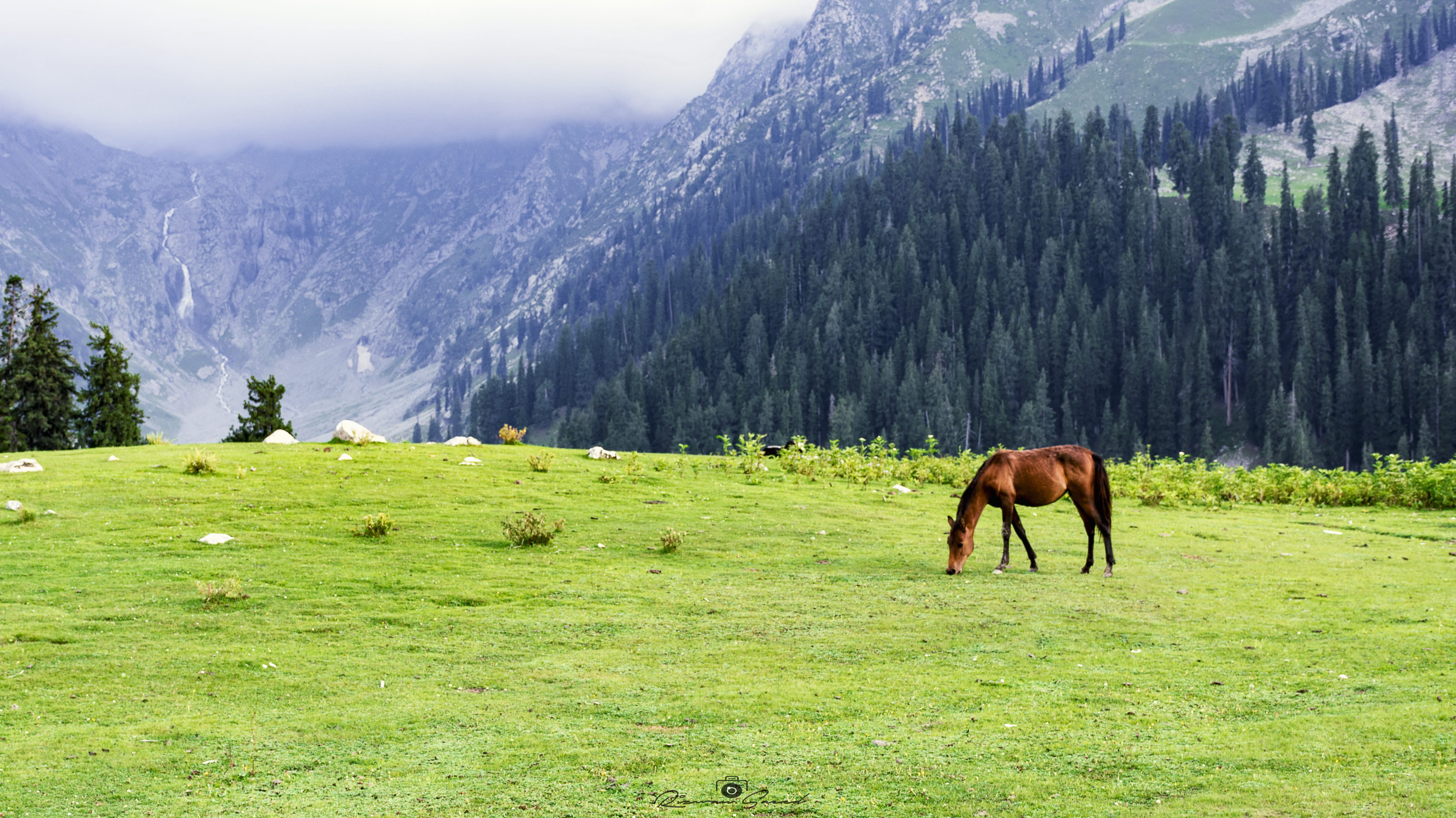 jahazbanda, mountain range, kpk, no people, love, green, animal themes, mammal, pets, grass, outdoors, nature, vertebrate, one animal, tree, beauty, animal, HD Wallpaper