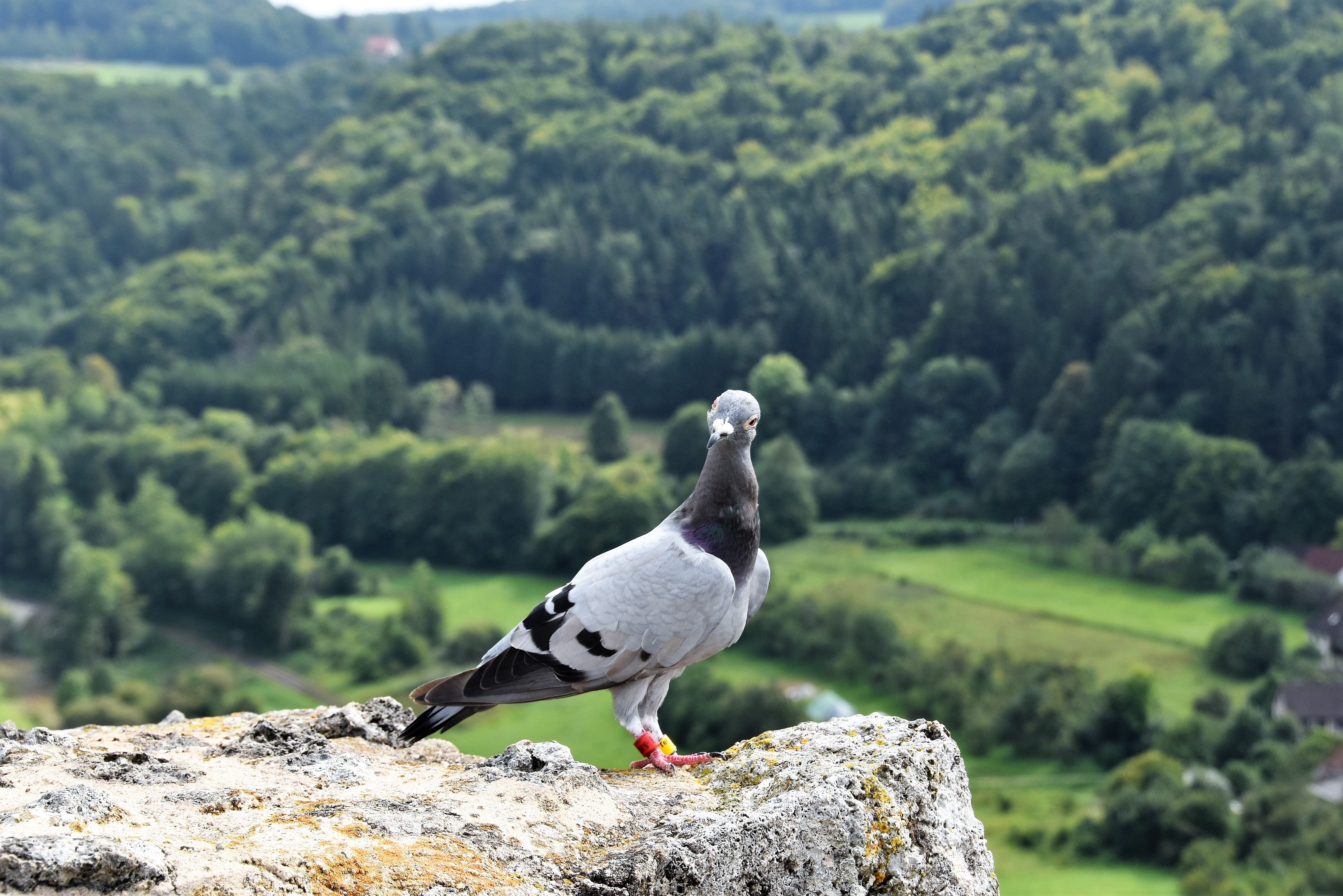 animal themes, streitberg, solid, one animal, focus on foreground, stones, nature, animal wildlife, outdoors, bird, pigeon, castle ruins, day, rock, beauty in nature, HD Wallpaper