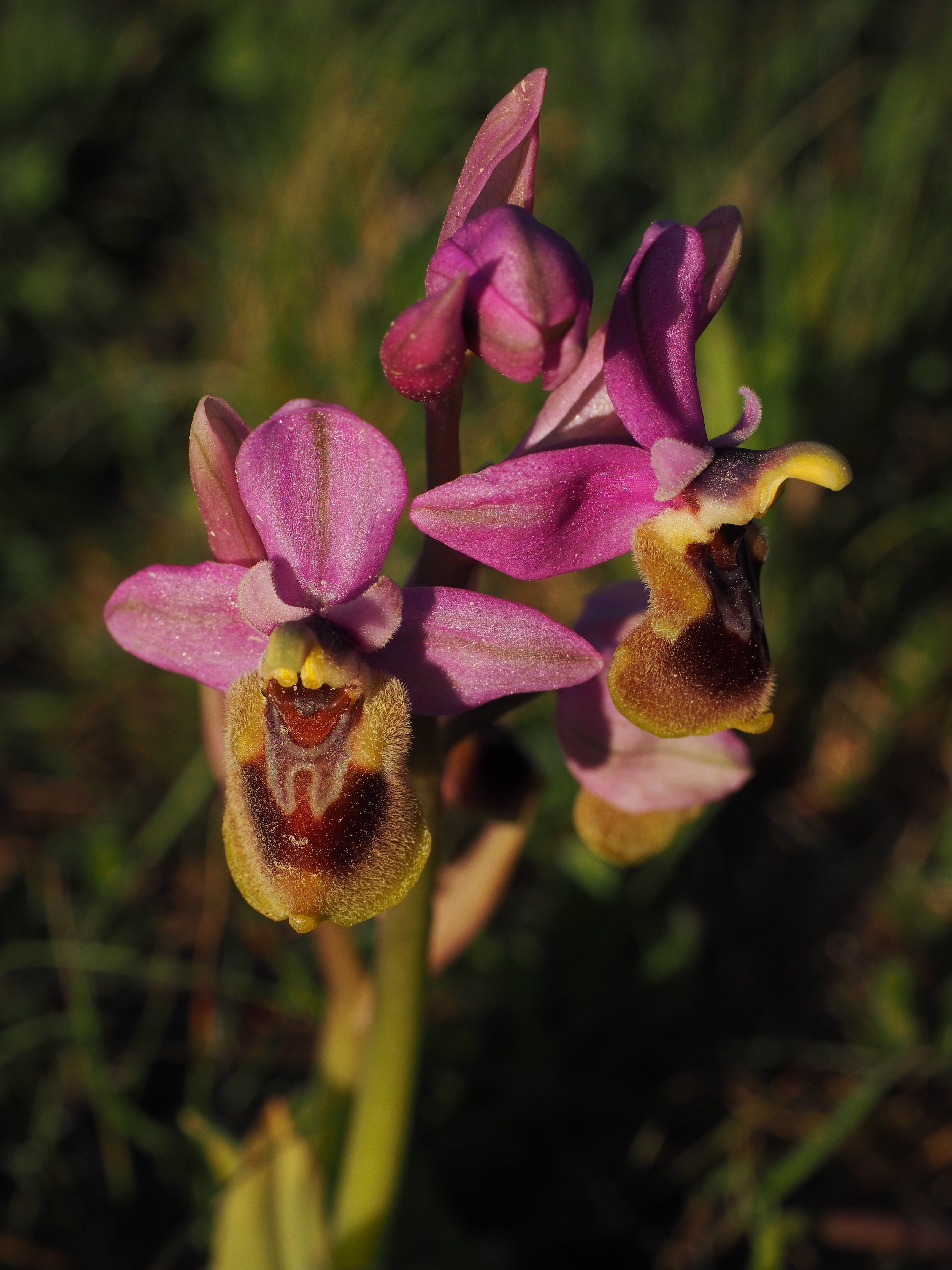 outdoors, close-up, blossom, orchid, freshness, vulnerability, petal, field, purple, kerf loz, pink color, orchidaceae, nature, land, bloom, flower head, Phone HD Wallpaper