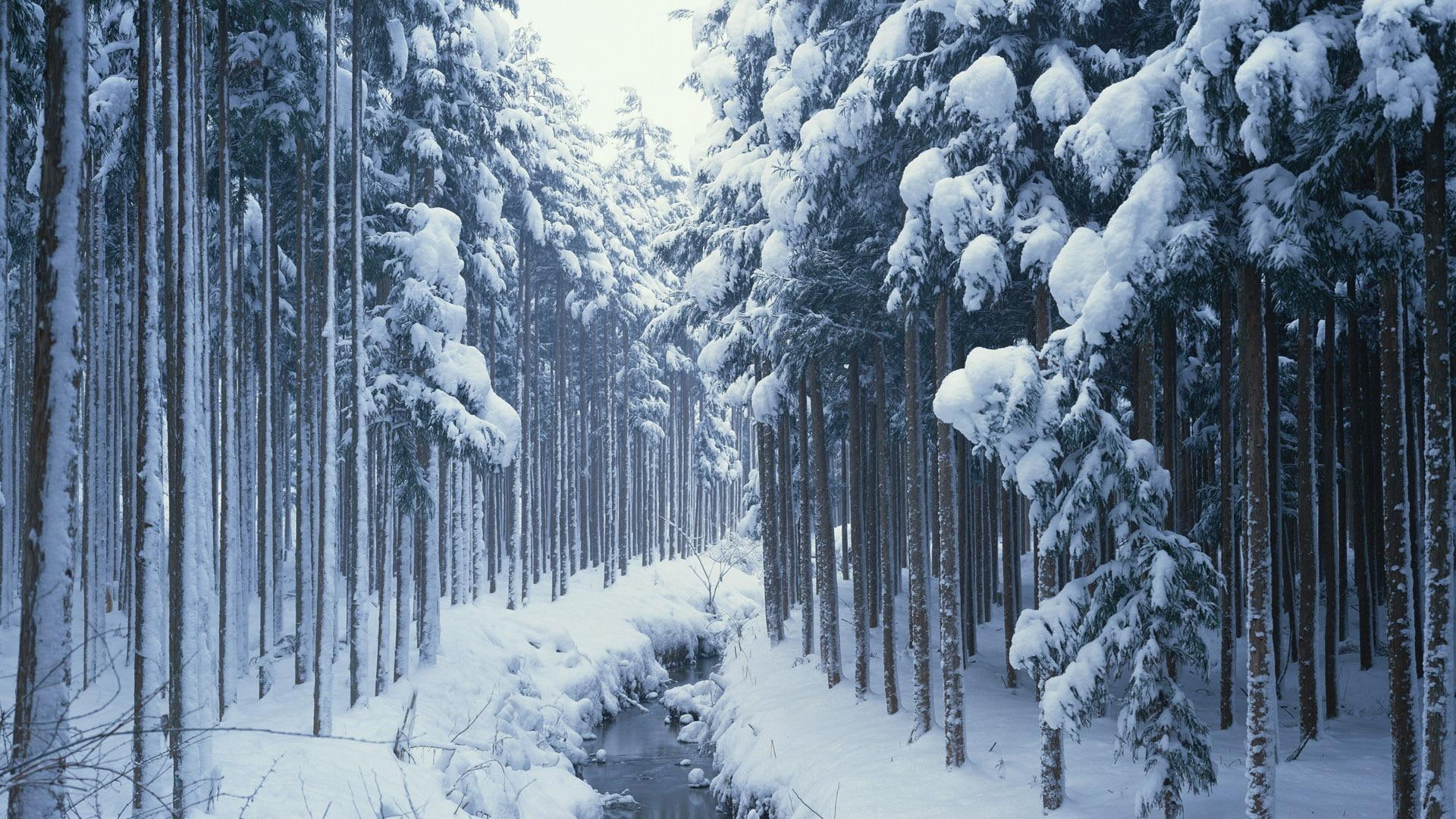 nature, winter, photography, black, white, 3d and abstract, snow, 1080P, path, forest, covered, HD Wallpaper