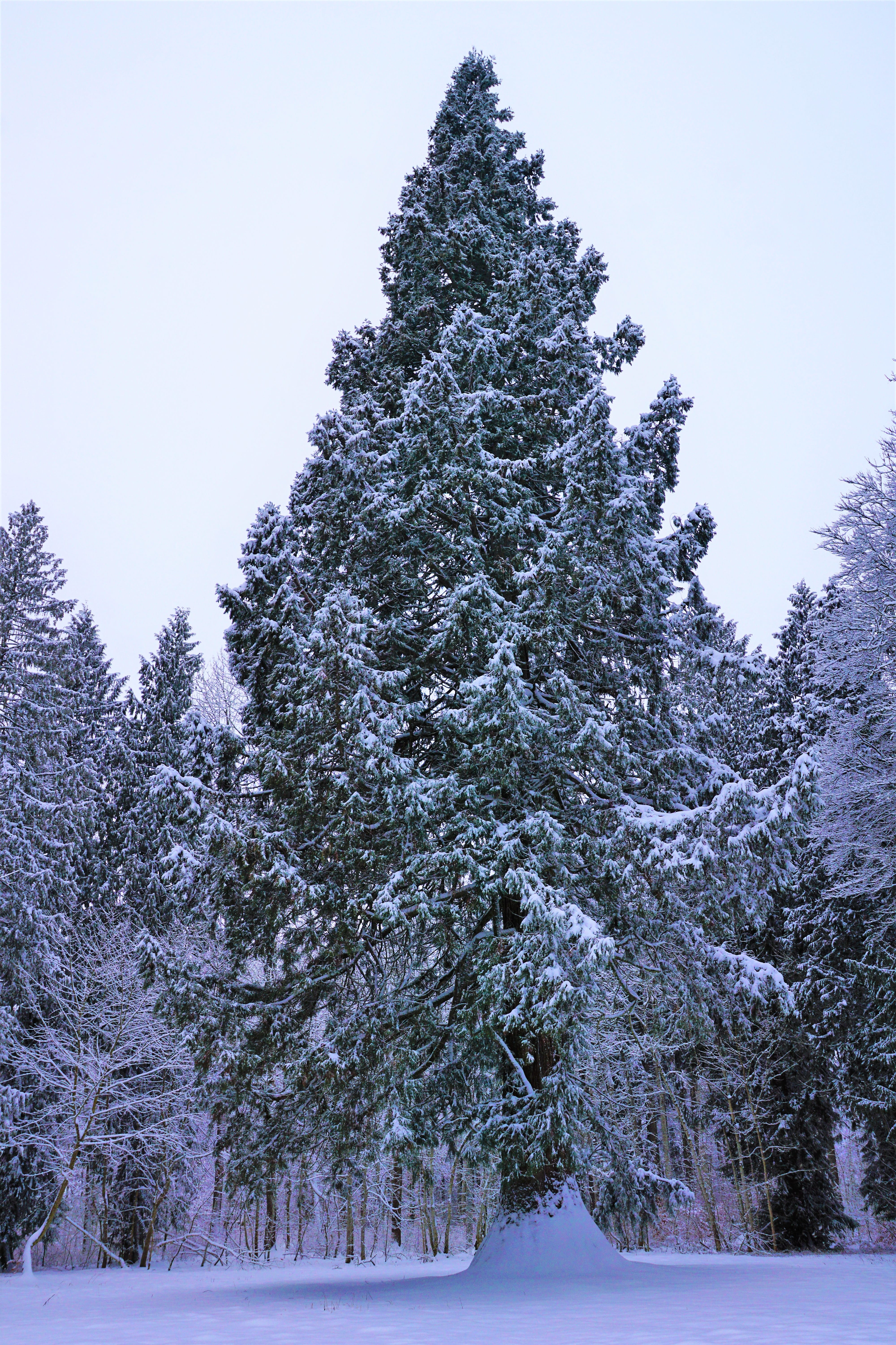 frost, fir, conifer, landscape, tuttlingen, weather, periwinkle, covering, germany, green, season, pine, tranquility, large, coniferous tree, growth, mammoth, Phone HD Wallpaper