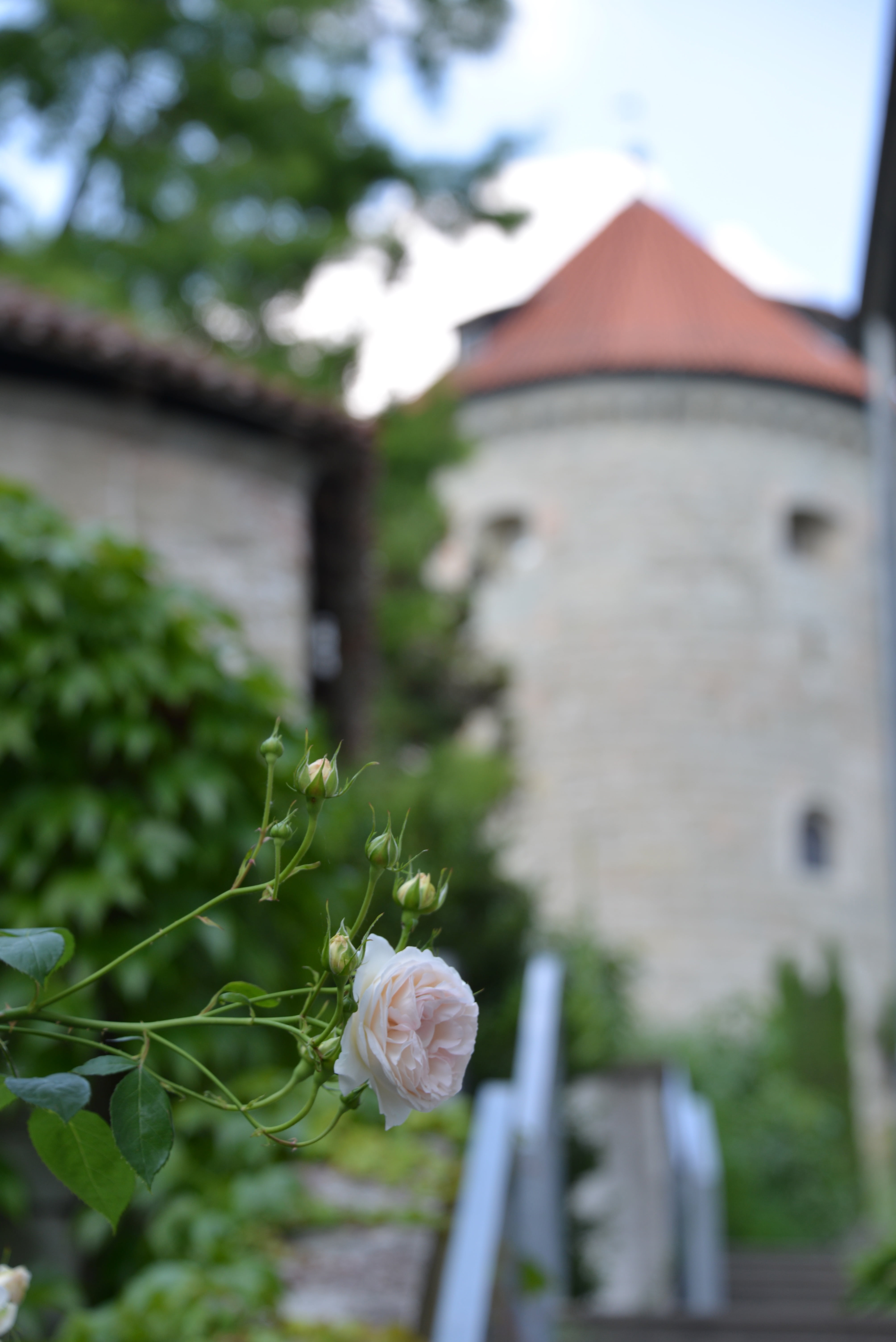 freshness, day, 5K, plant, growth, rose hedge, castle, spirituality, built structure, place of worship, nature, selective focus, emergence, belief, building exterior, Phone HD Wallpaper