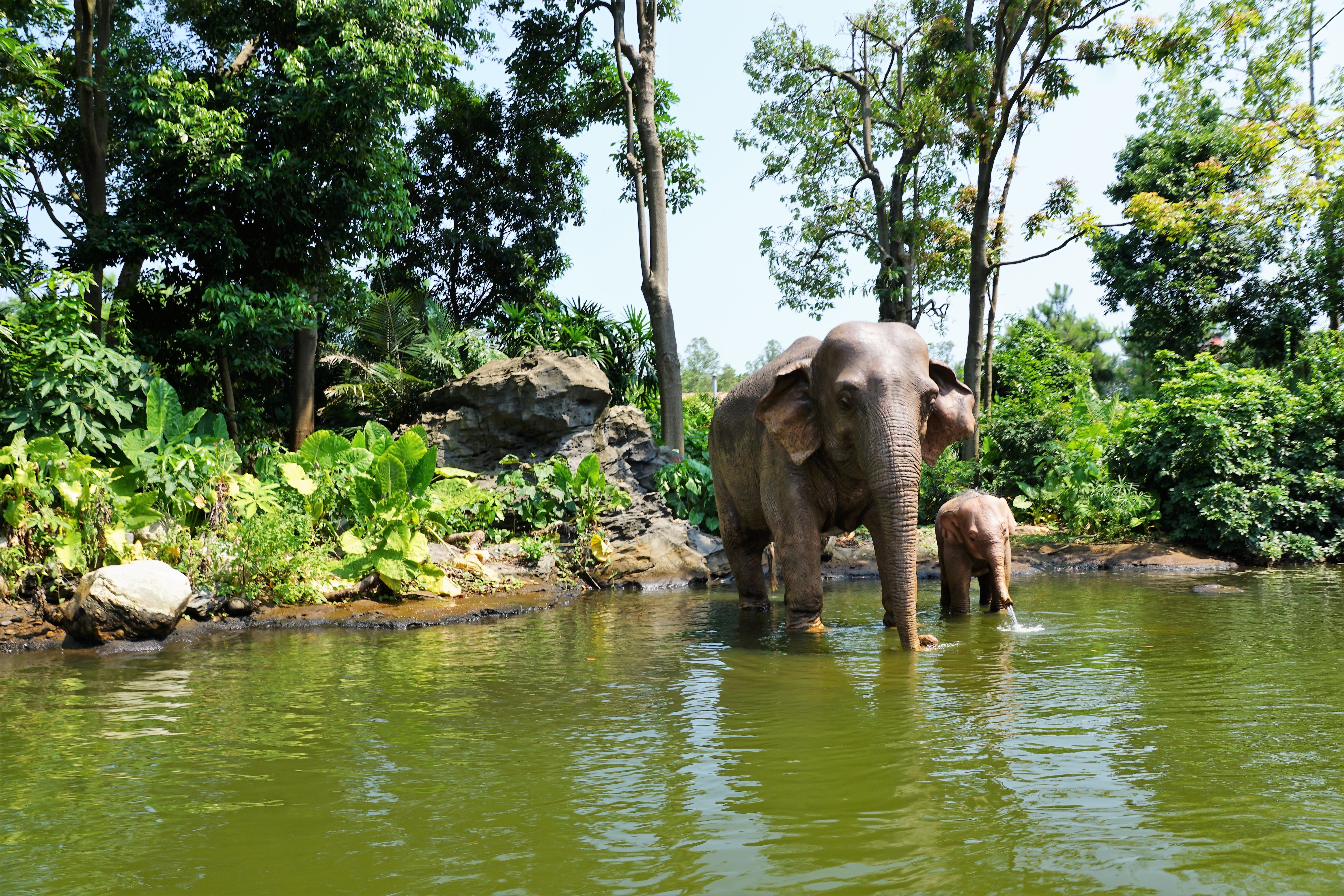 animal wildlife, china, 5K, swim, vertebrate, two, animal family, statue, herbivorous, animal trunk, child, animals in the wild, africa, elephant, drinking, HD Wallpaper