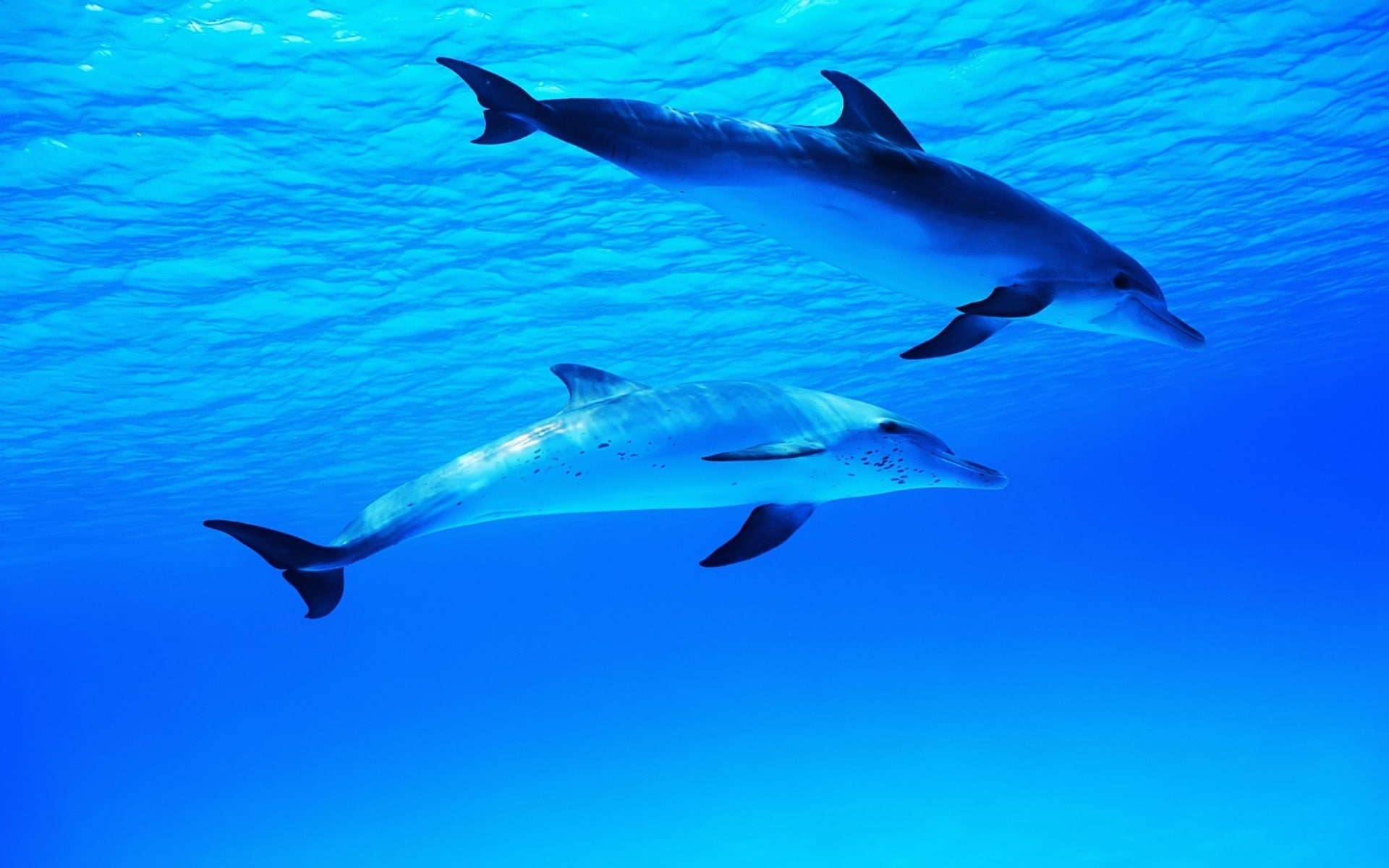 Underwater, World, Blue, Dolphins, Color, 1080P, HD Wallpaper