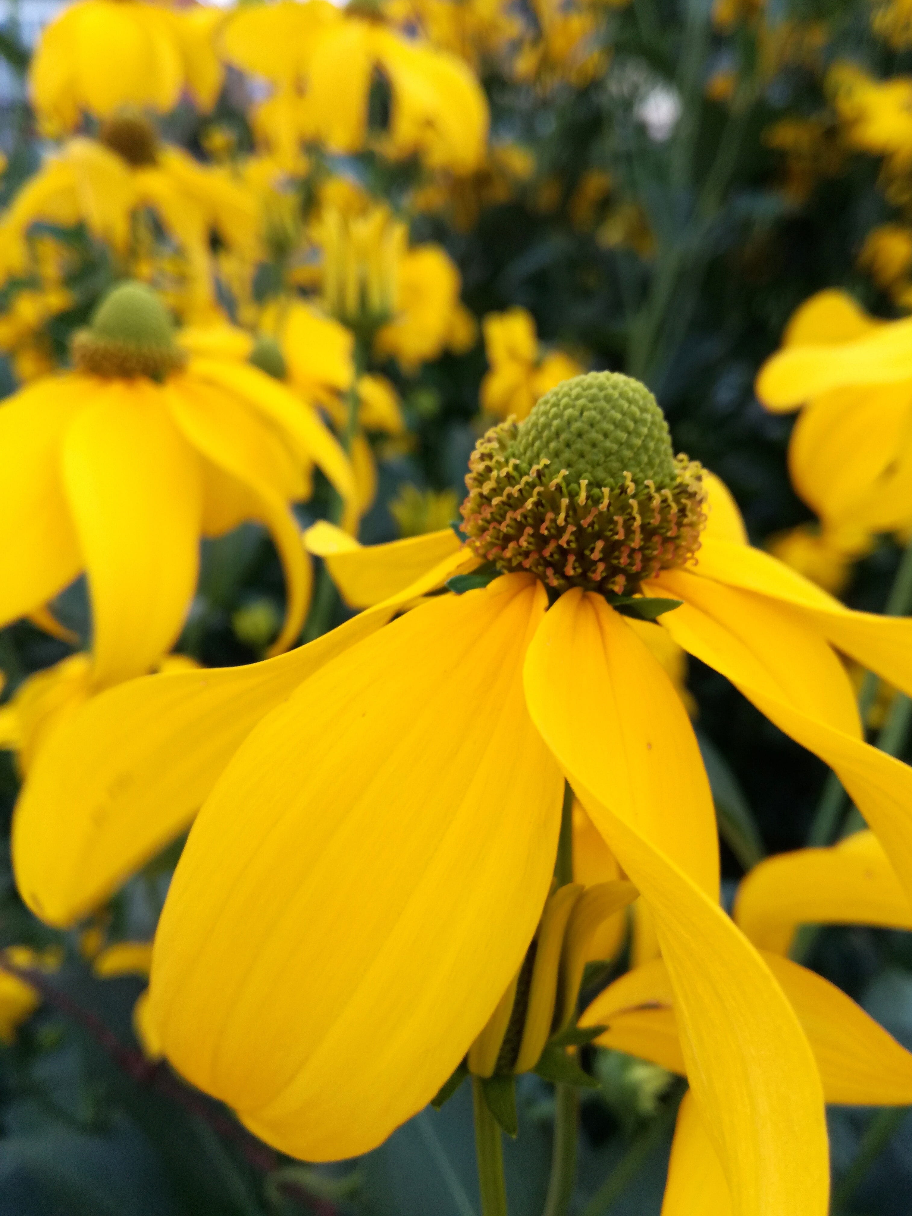 focus on foreground, petal, freshness, inflorescence, sun hat, flowering plant, close-up, flower, beauty in nature, yellow, summer, rays, pollen, bloom, Phone HD Wallpaper