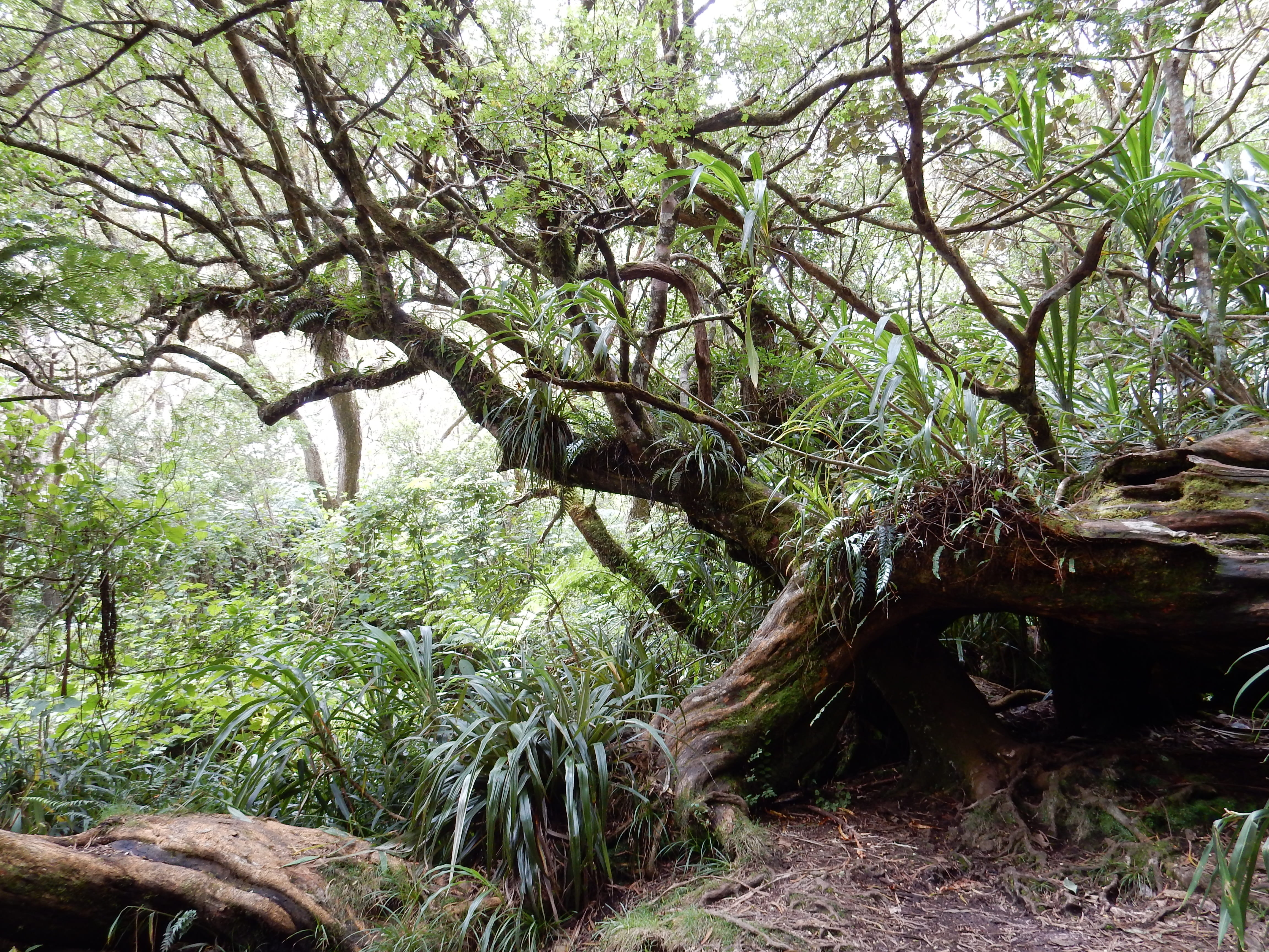 land, scenics - nature, tree trunk, scenics, non-urban scene, day, green color, outdoors, growth, no people, woodland, Reunion Island, tranquil scene, beauty in nature, HD Wallpaper