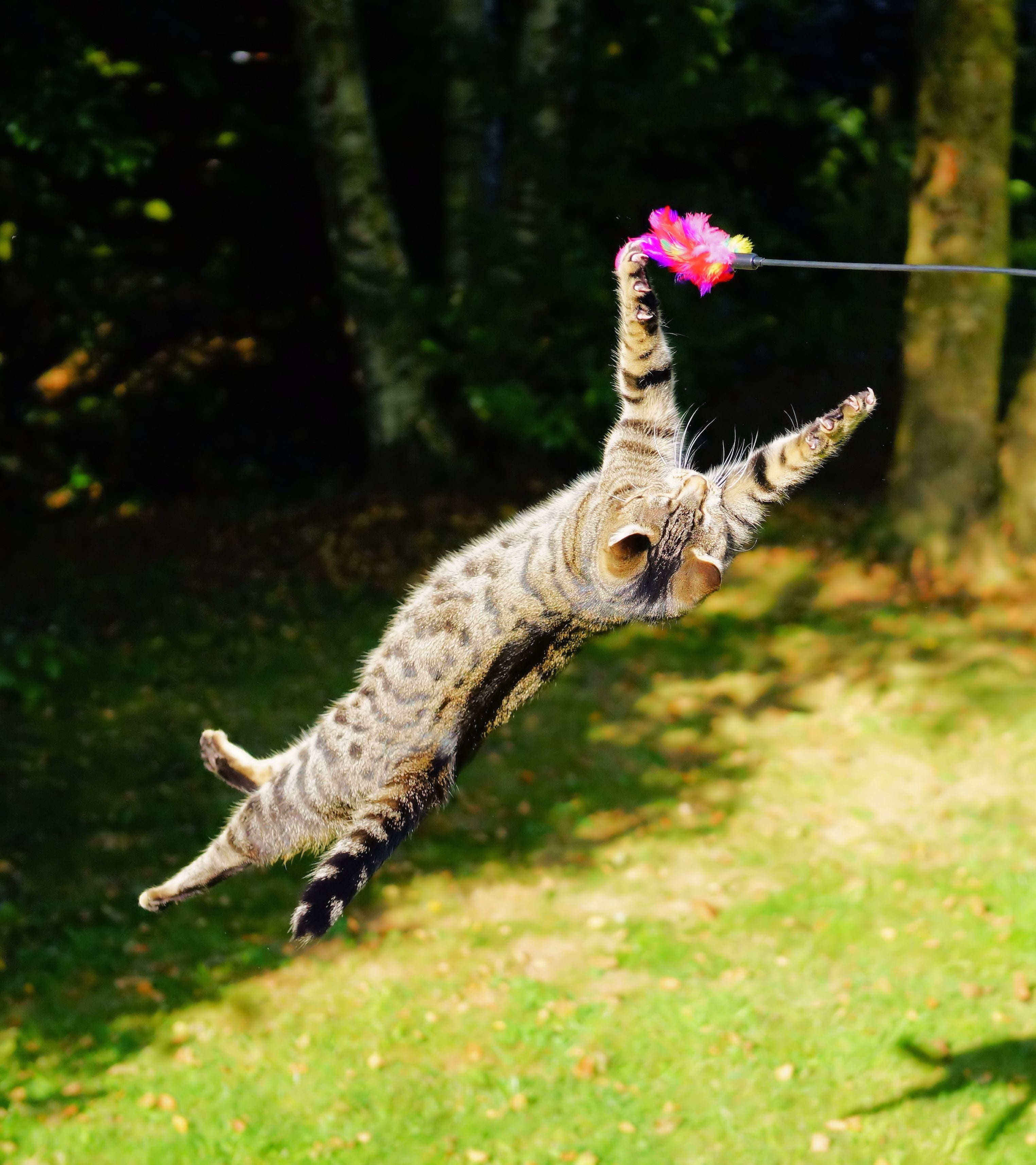 no people, one animal, animals in the wild, vertebrate, jump, movement, cat, playing, plant, garden, mammal, toy, tabby, great, feather, pink, air jump, Phone HD Wallpaper