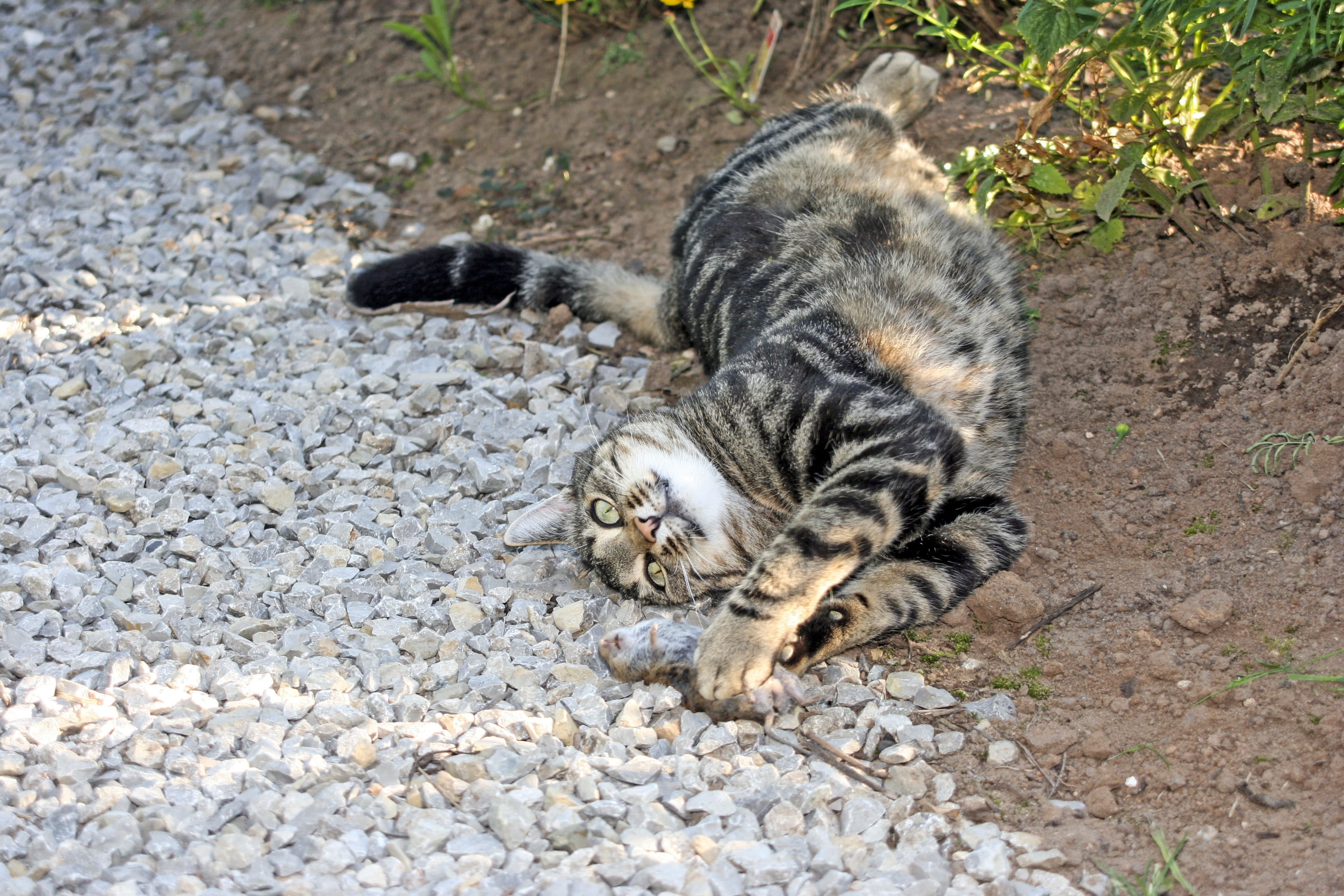 feline, domestic cat, domestic animals, cat, one animal, play, land, lying down, garden, 2K, tabby, mammal, relaxation, young animal, high angle view, HD Wallpaper