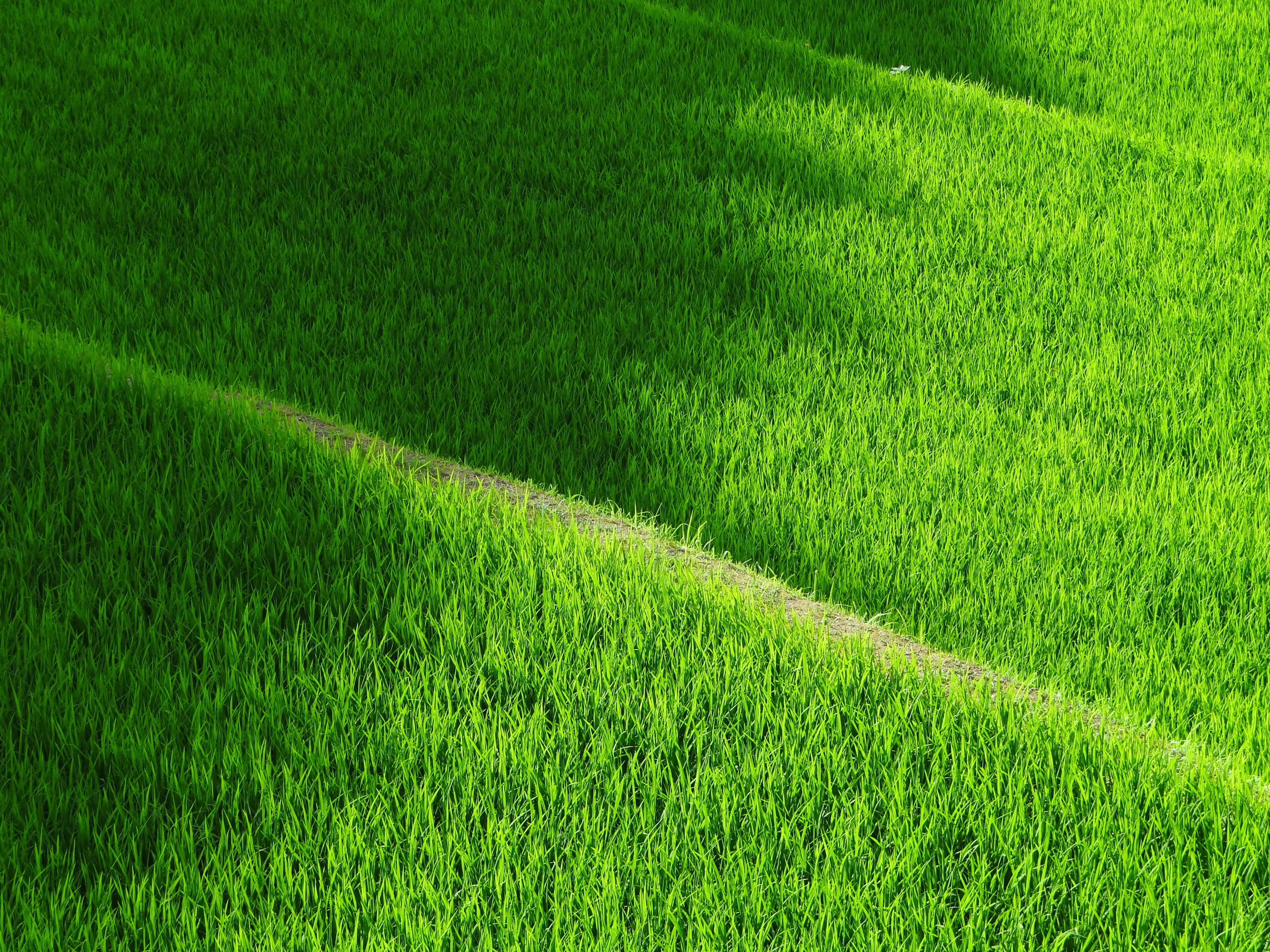 field, plant, pattern, summer, lush Foliage, green Color, asia, full frame, rice - Cereal Plant, freshness, outdoors, rice field, no people, grass, green, HD Wallpaper