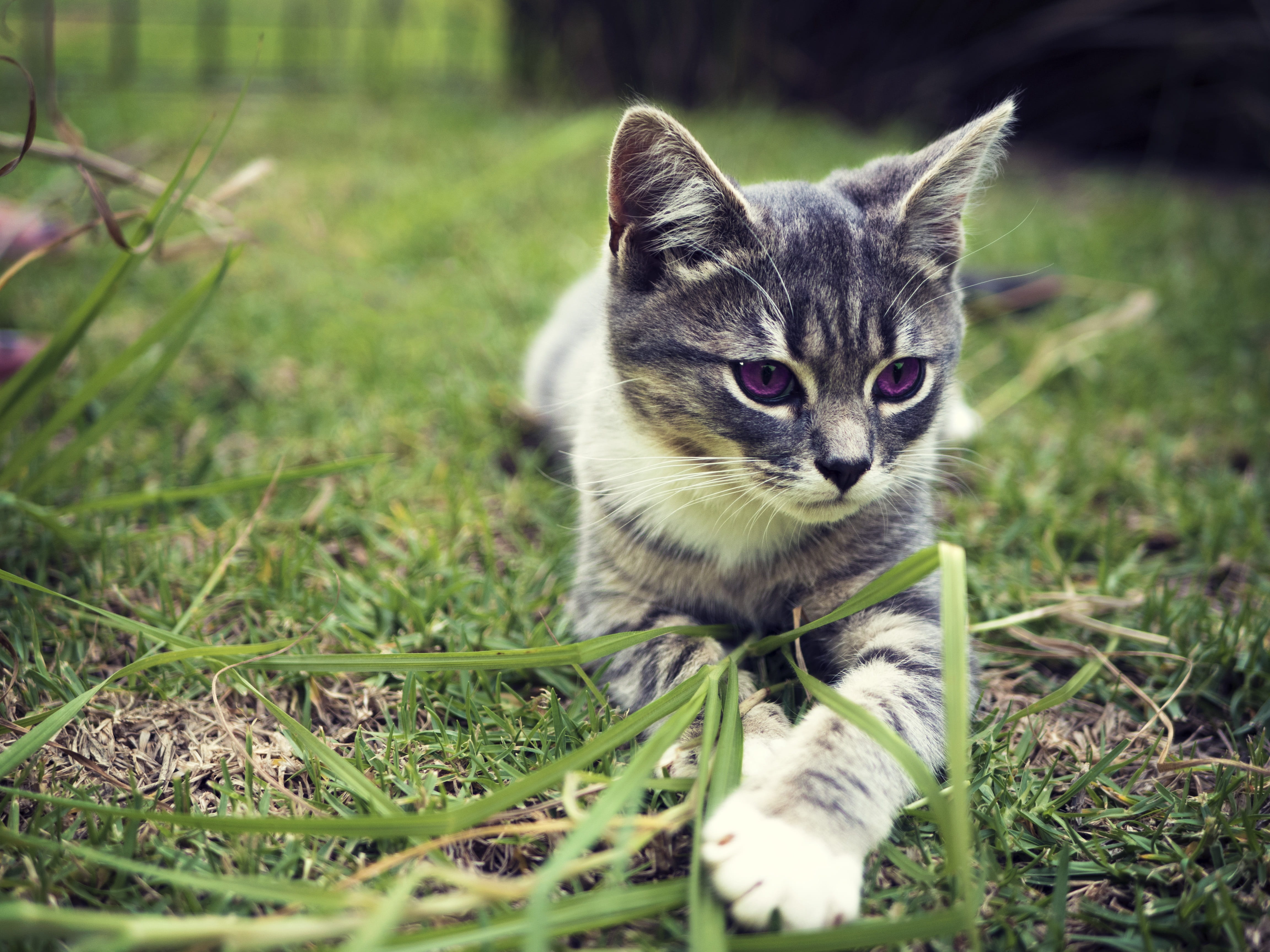 day, look, domestic cat, tabby, curious, play, domestic, kitty, lying, pet, looking at camera, gray, face, kitten, domestic animals, pets, veterinary, 4K, HD Wallpaper