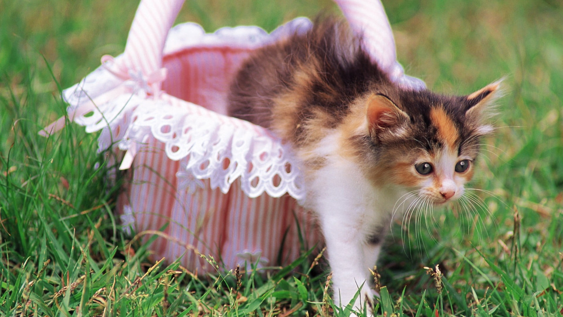 playful, day, fun, beauty In Nature, whisker, domestic, outdoors, animal, cute, cat, domestic Cat, beauty, basket, looking, plant, white, meadow, fur, pets, HD Wallpaper