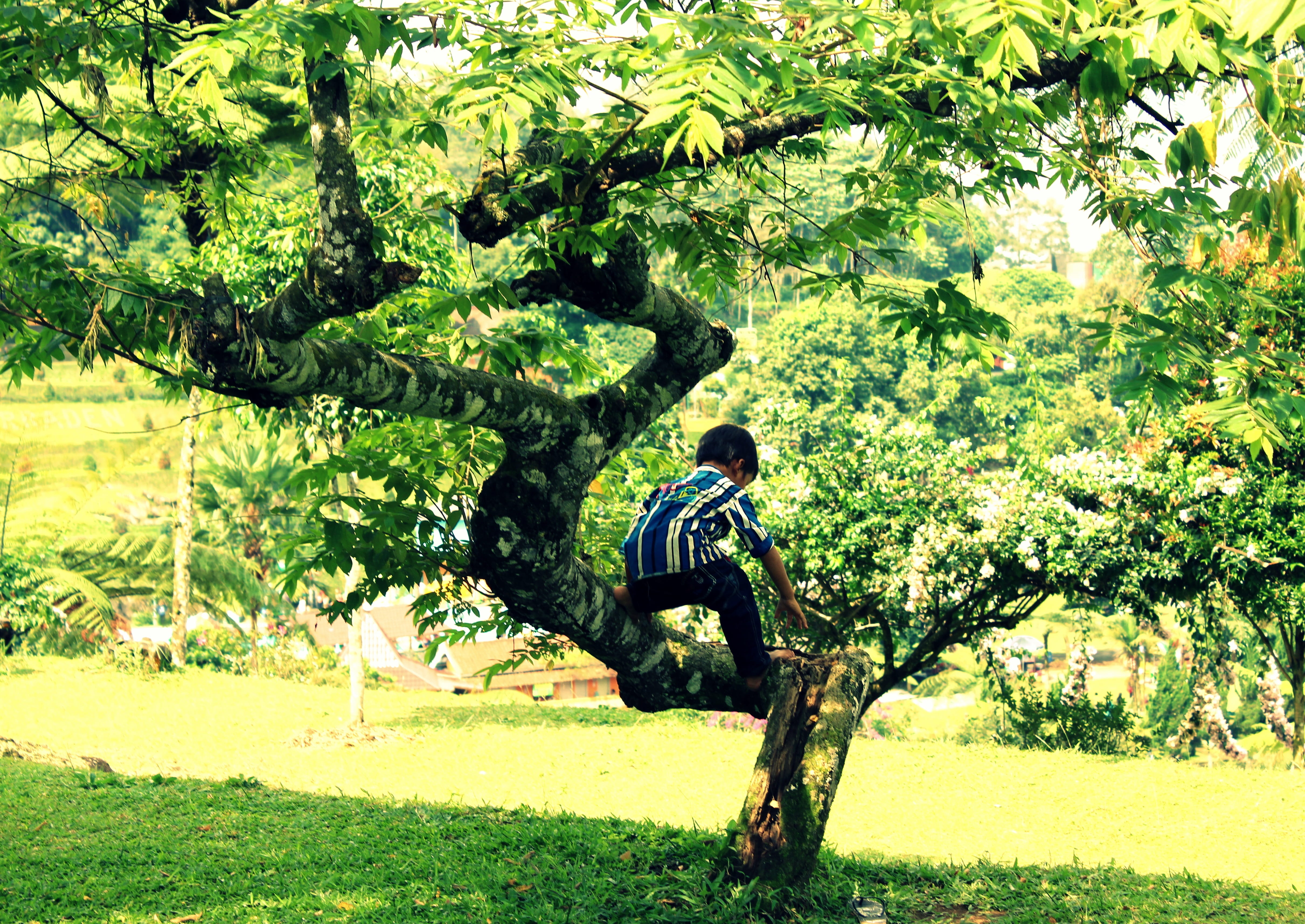 Outside, men, little, only men, boy, alone, growth, side view, playing, funny, branch, Tree, people, agriculture, farm, green, toddler, happiness, kid, HD Wallpaper