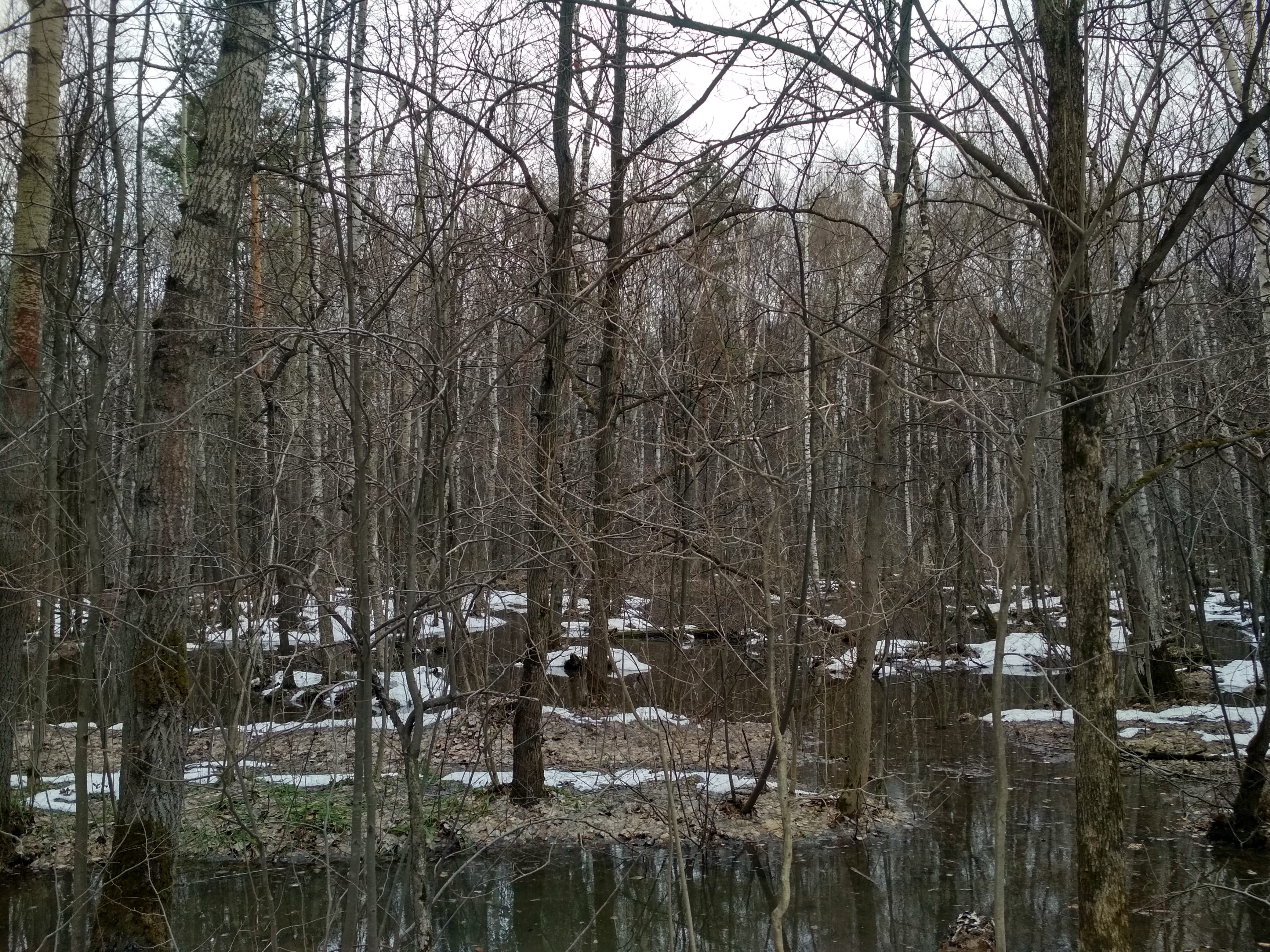 tranquility, branches, trunk, grove, 4K, spring, snow, marsh, tree, pervomayskaya alleya, swamp, sorcery, woodland, winter, vegetation, cold temperature, HD Wallpaper