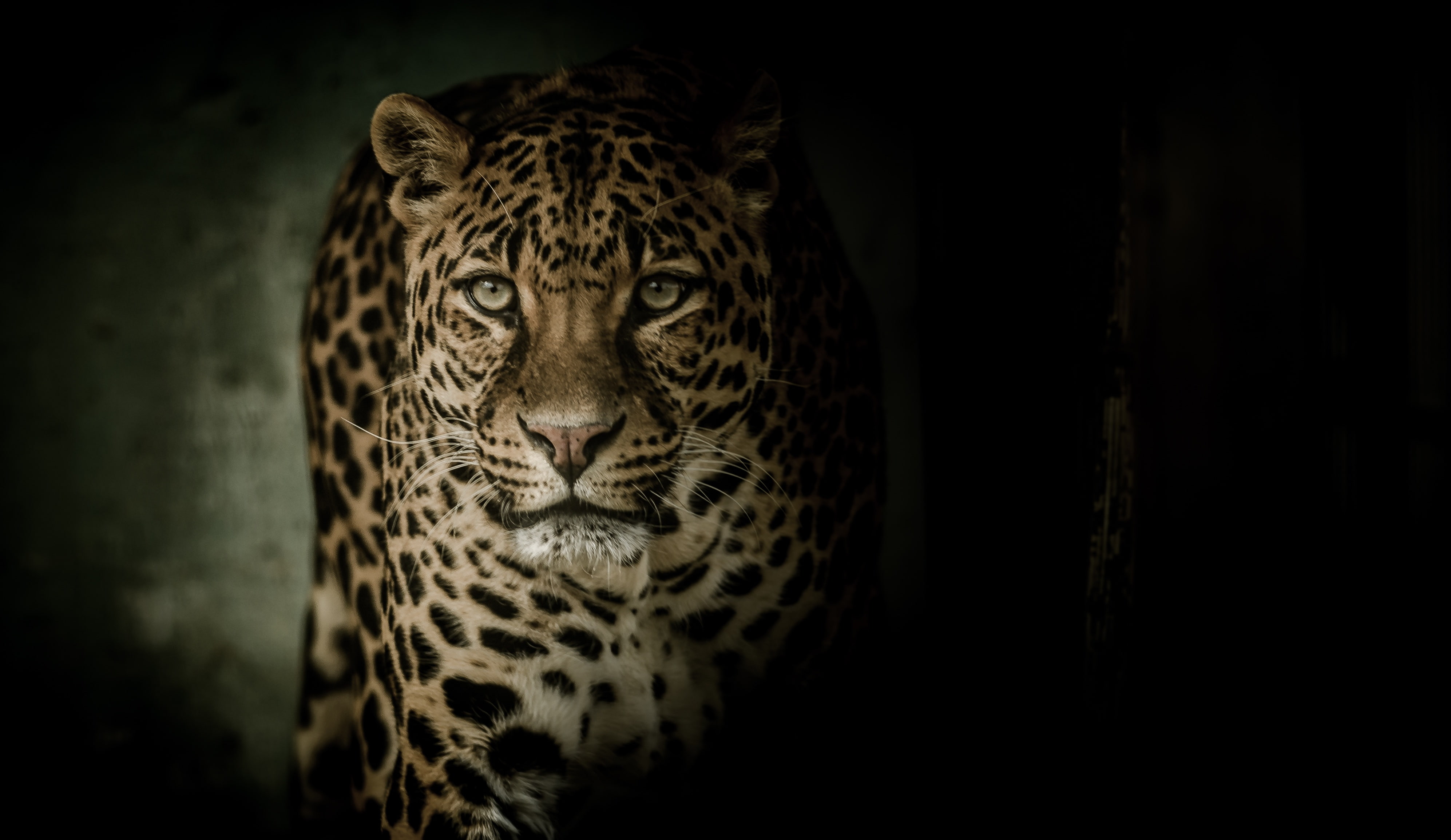 Leopard, mammal, black background, animal, animal body part, carnivora, one animal, undomesticated cat, 4K, animal themes, 4K, dark, no people, animal head, HD Wallpaper