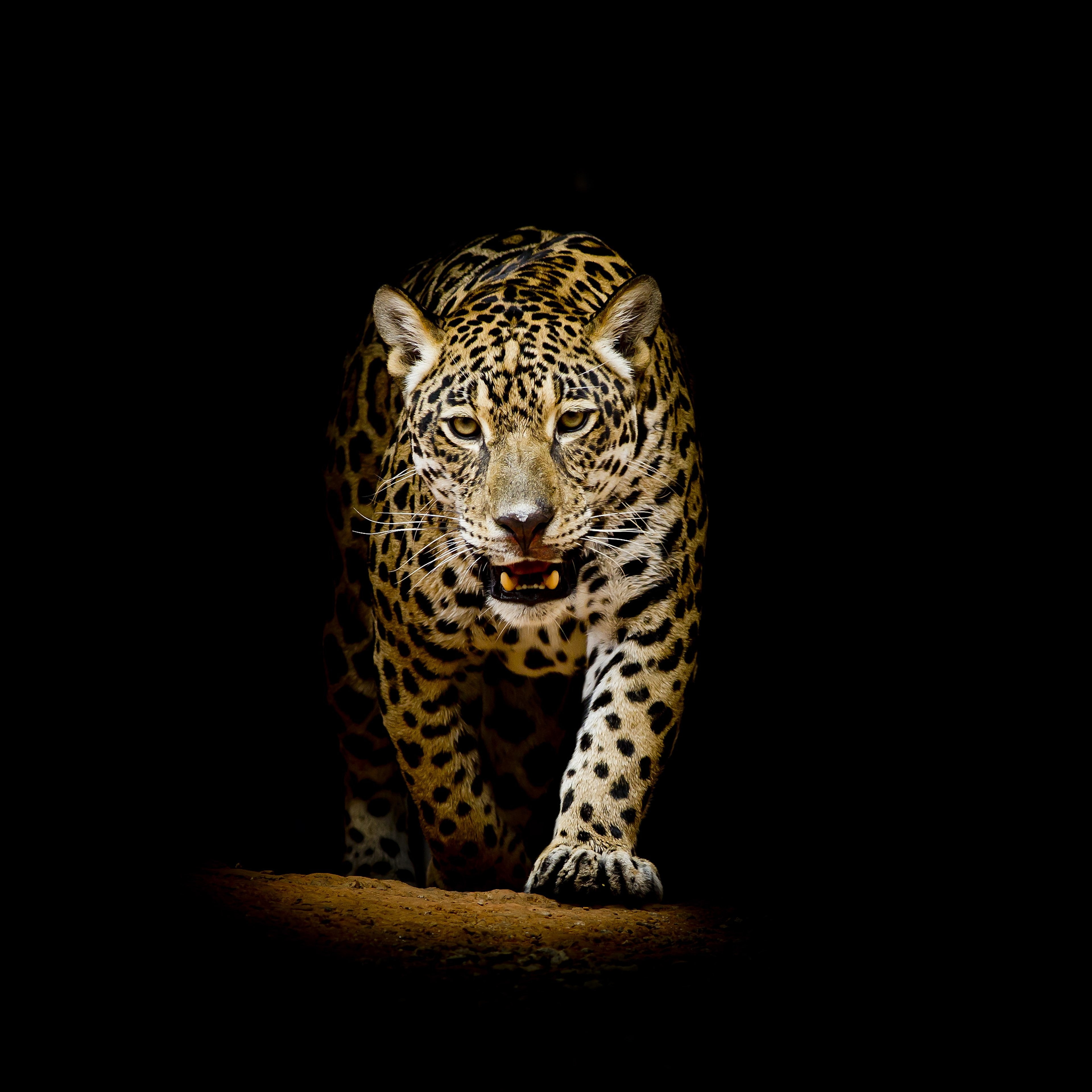 studio shot, carnivora, spotted, mammal, animal markings, feline, animal wildlife, front view, copy space, animal head, 4K, one animal, portrait, animal themes, Phone HD Wallpaper