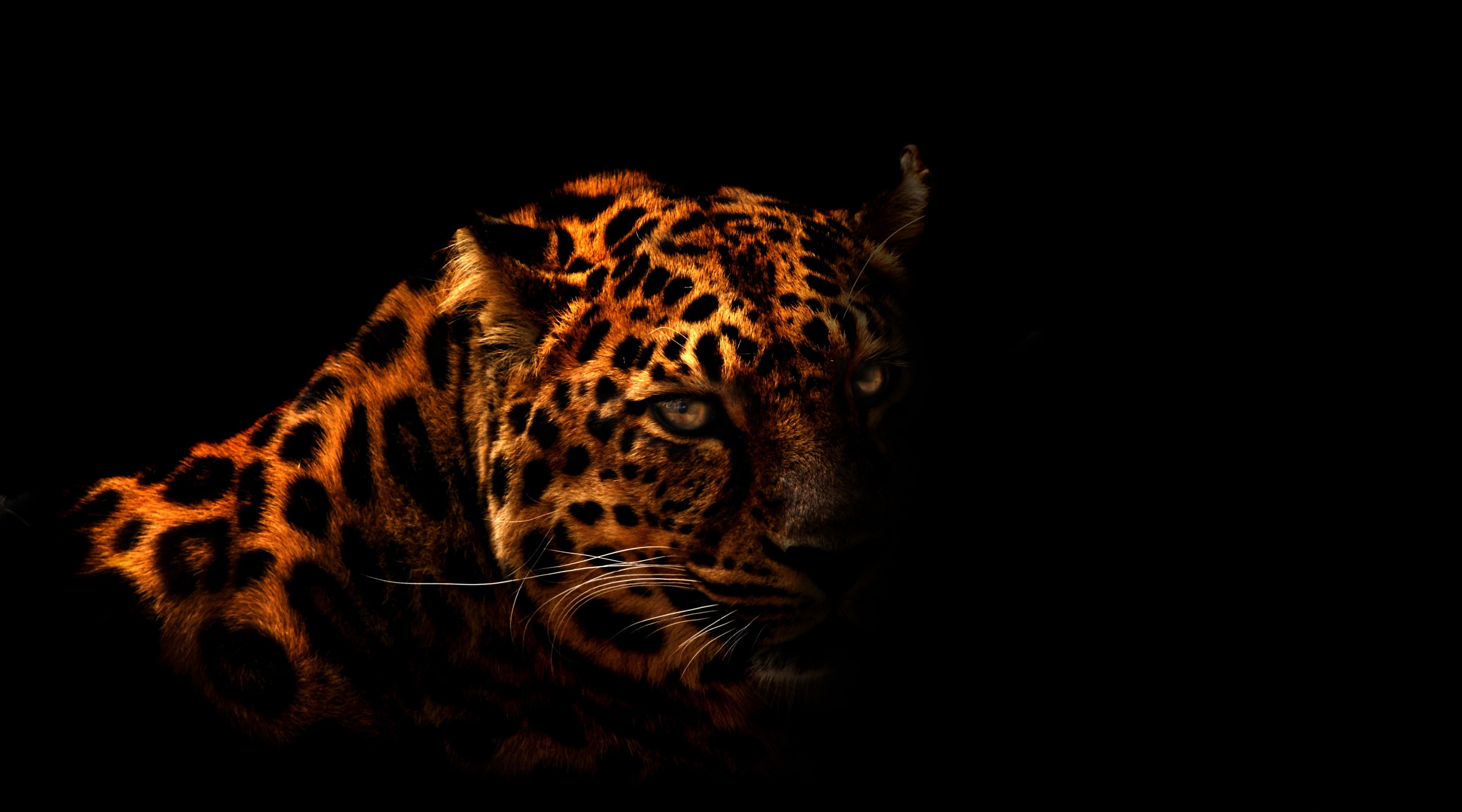  animal themes, copy space, carnivora, dark, no people, animals in the wild, vertebrate, whisker, animal head, mammal, Black, animal wildlife, HD Wallpaper