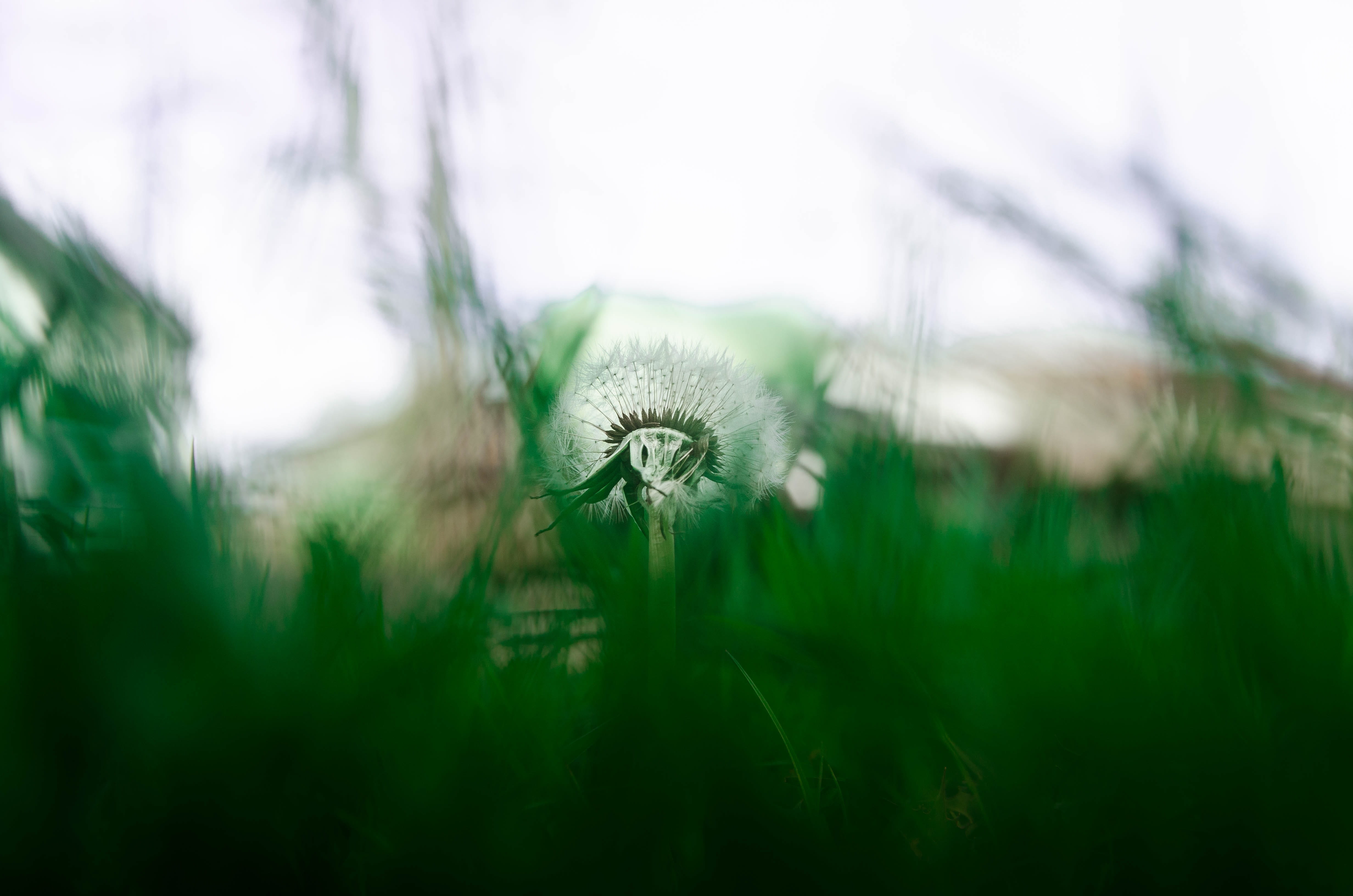 wet, green color, friends, close-up, selective focus, old, fragility, forest, focus on foreground, softness, growth, background, dandelion, raindrop, meadow, HD Wallpaper