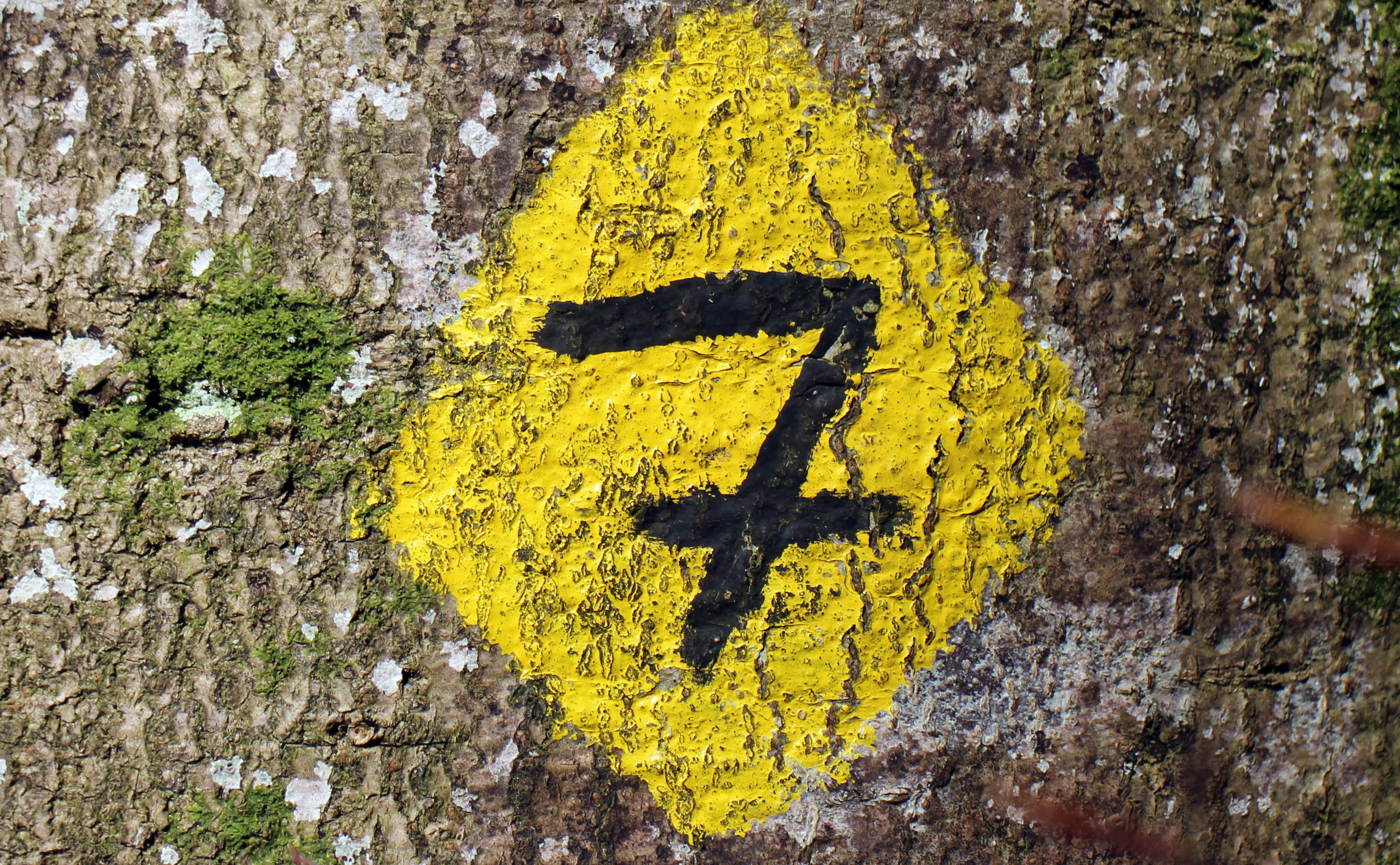 close-up, wall, outdoors, wall - building feature, trail, signpost, digit, day, warning sign, no people, yellow, full frame, post, rough, tree, nature, HD Wallpaper