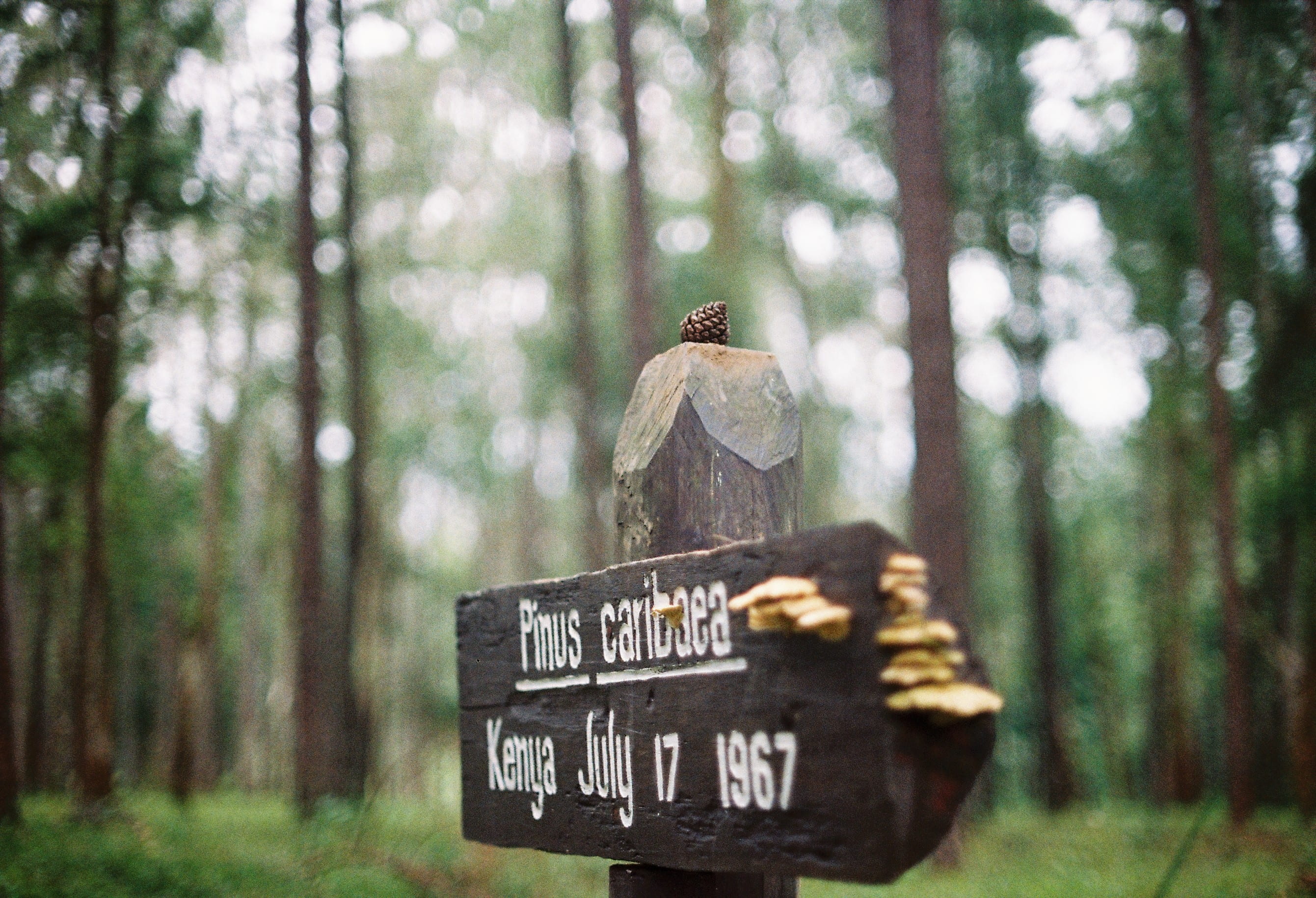 sign, signpost, animal, wooden, signage, tree, animal themes, trunk, focus on foreground, foret, bird, brown, forest, day, focus, close, perching, outdoors, HD Wallpaper