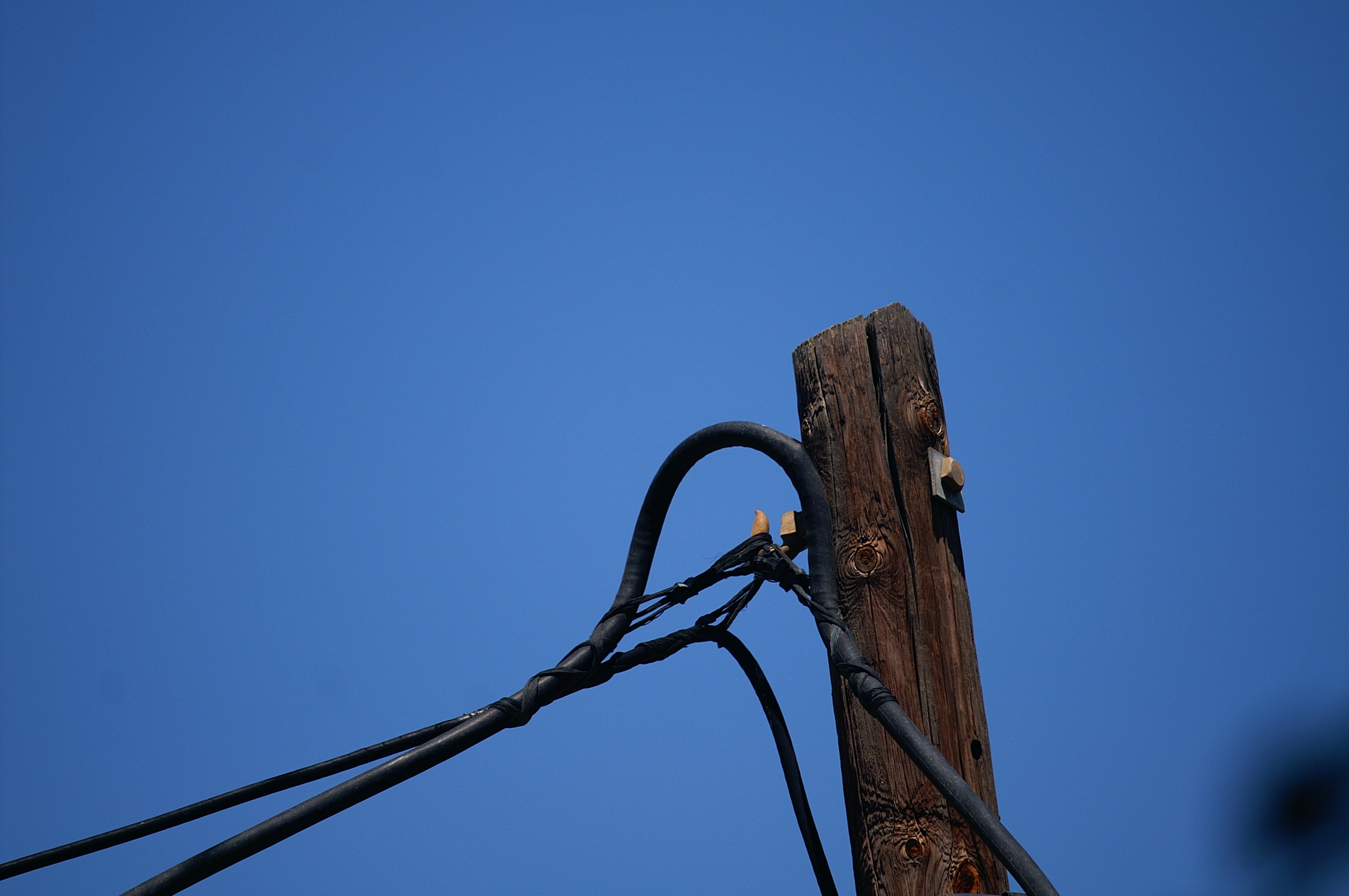 animal, wood - material, brown, blue, cables, clear sky, perching, telephone line, metal, nature, noose, column, 2K, copy space, animals in the wild, cable, HD Wallpaper