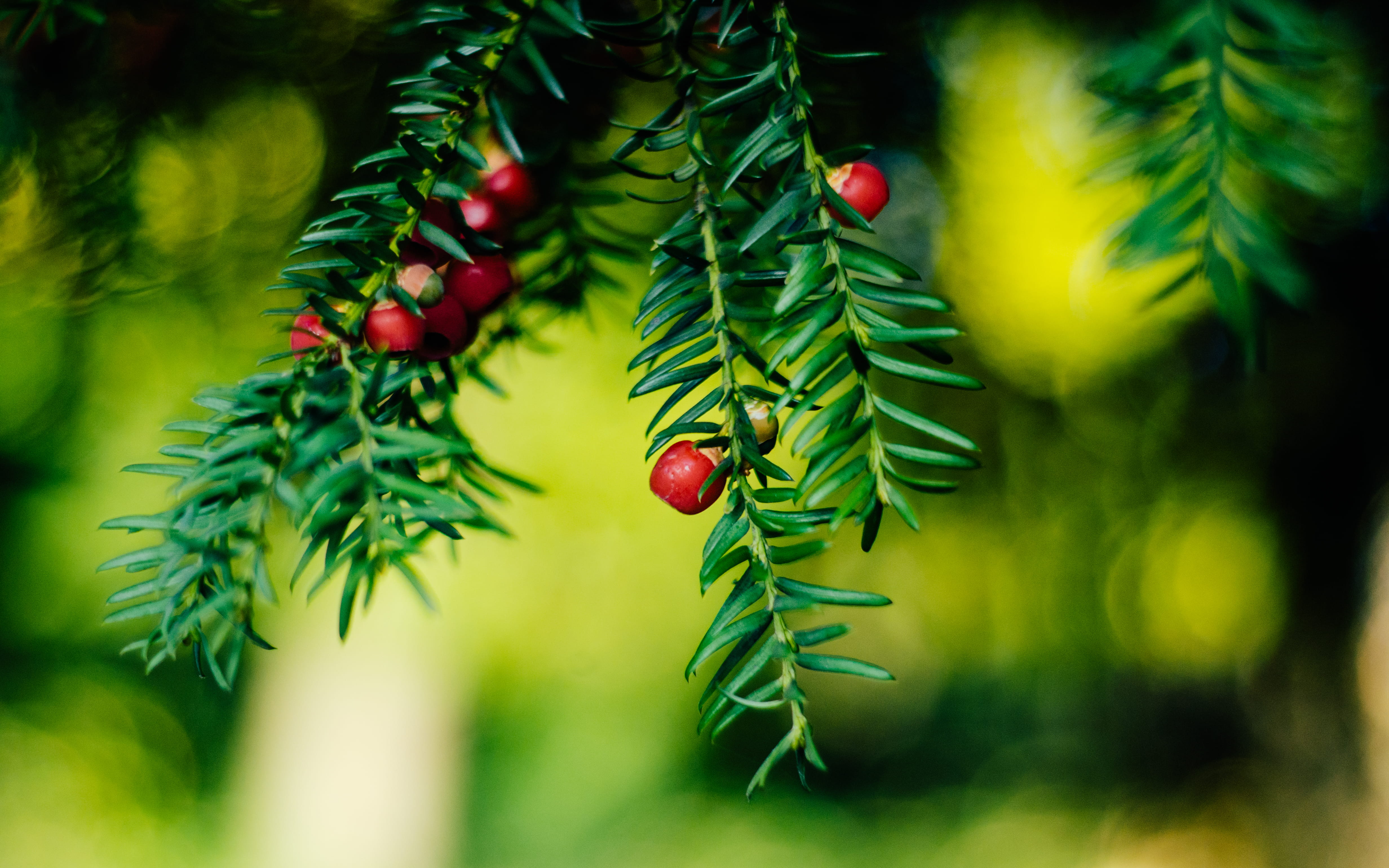 pine tree, plant, green, coniferous tree, united kingdom, outdoors, par, fall, autumn, endcliffe par, food and drink, day, no people, tree, united ingdom, HD Wallpaper