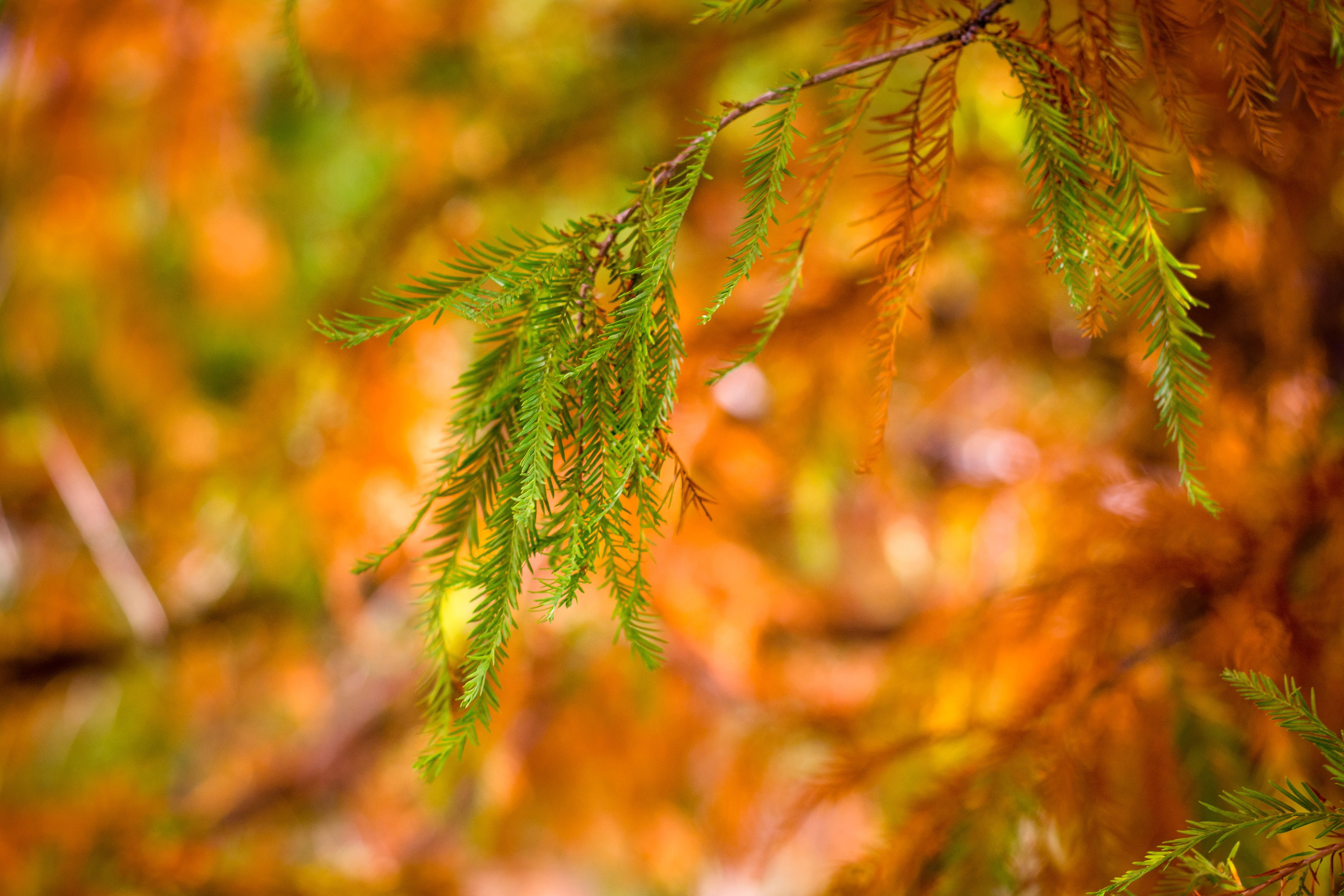 5K, plant part, outdoors, green, cypress, no people, morning, woodland, autumn, coniferous tree, plant, pinaceae, selective focus, green color, sunrise, HD Wallpaper