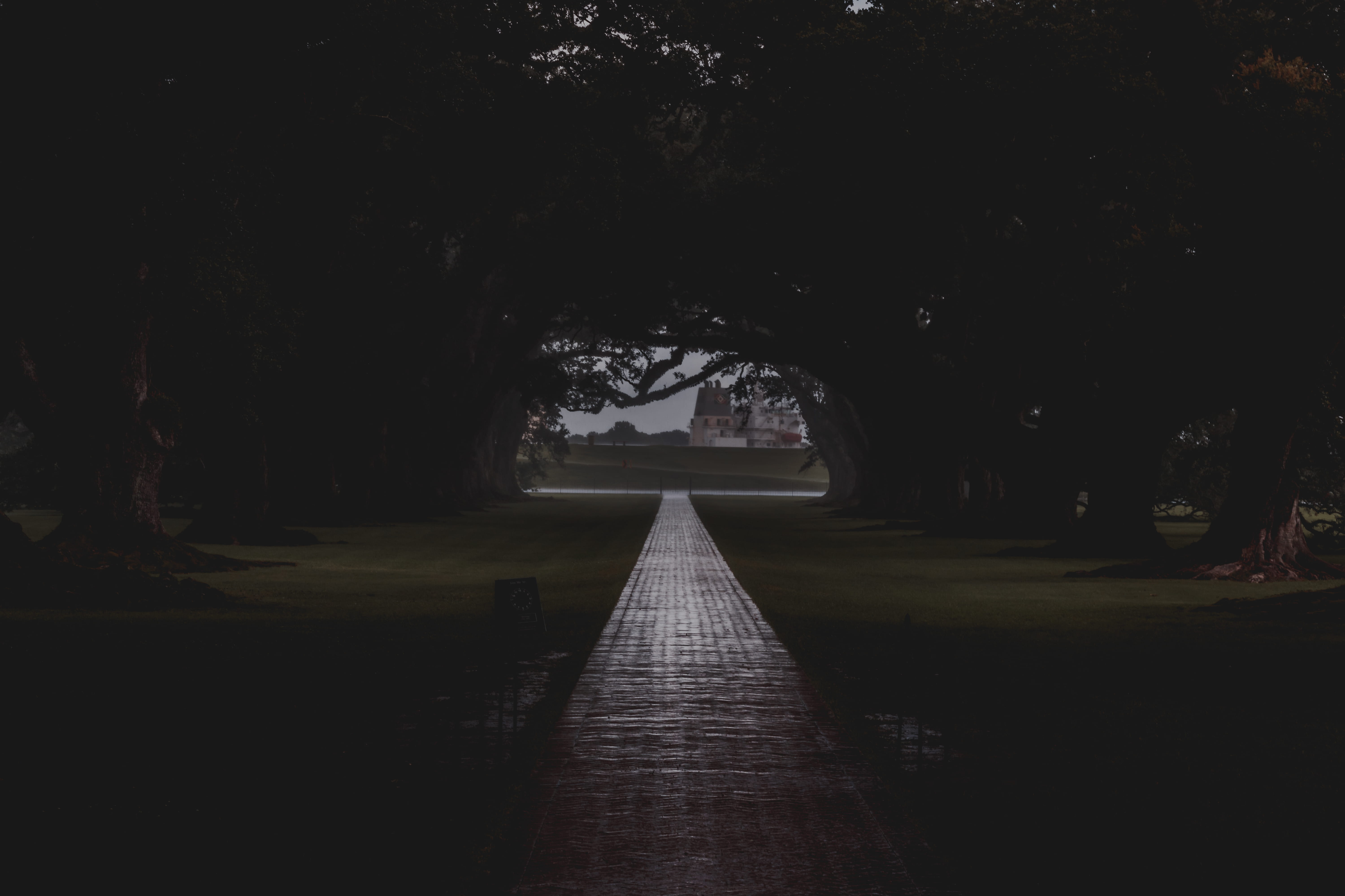 growth, no people, empty, nature, transportation, outdoors, long, road, footpath, diminishing perspective, river, tree, vacherie, oak alley plantation, HD Wallpaper