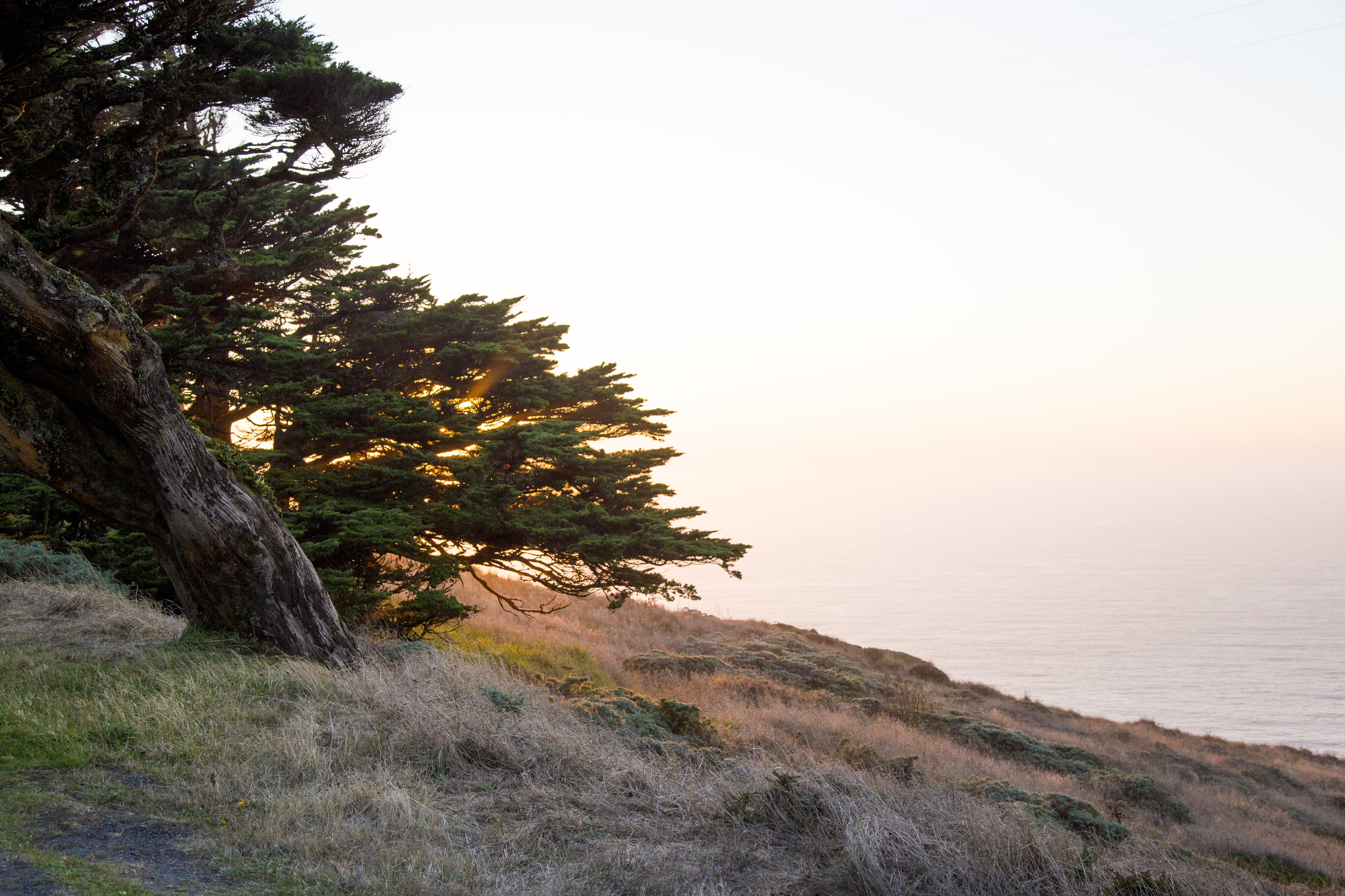 land, nature, day, grass, scenics - nature, plant, outdoors, beach, water, light, sea, sunset, clear sky, inverness, united states, trees, cape, no people, HD Wallpaper