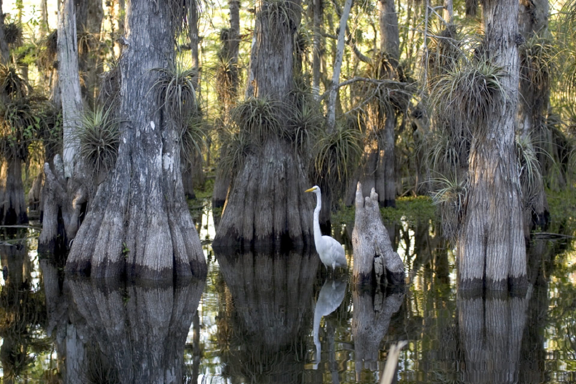 no people, swan, scenics - nature, great, 1080P, reflection, growth, nature, lake, park, water, tranquility, beauty in nature, beside, tranquil, everglades, HD Wallpaper