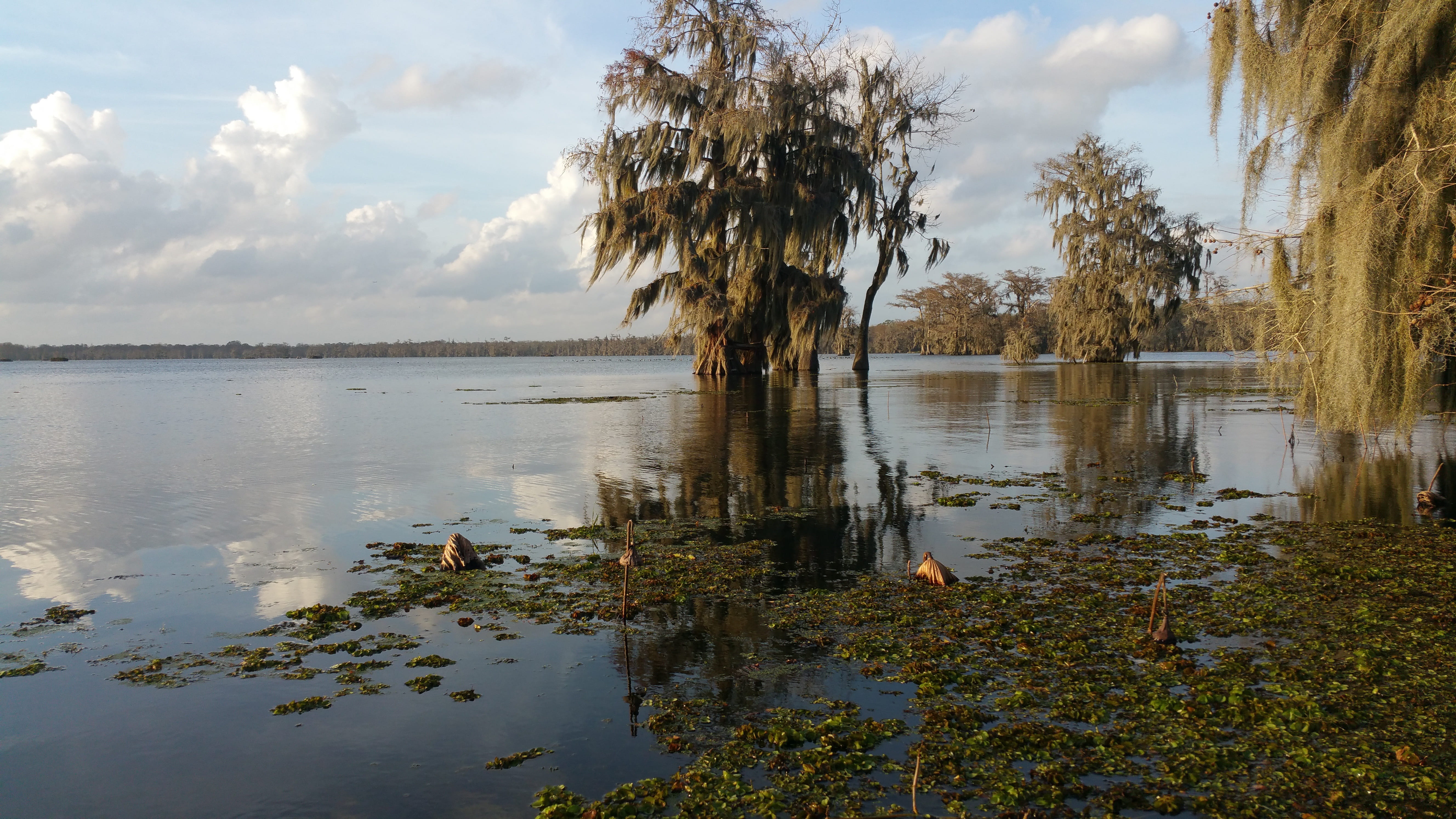 day, tranquility, scenics - nature, land, Louisiana, Cypress Trees, sky, nature, growth, idyllic, reflection, 5K, tranquil scene, water, beauty in nature, HD Wallpaper