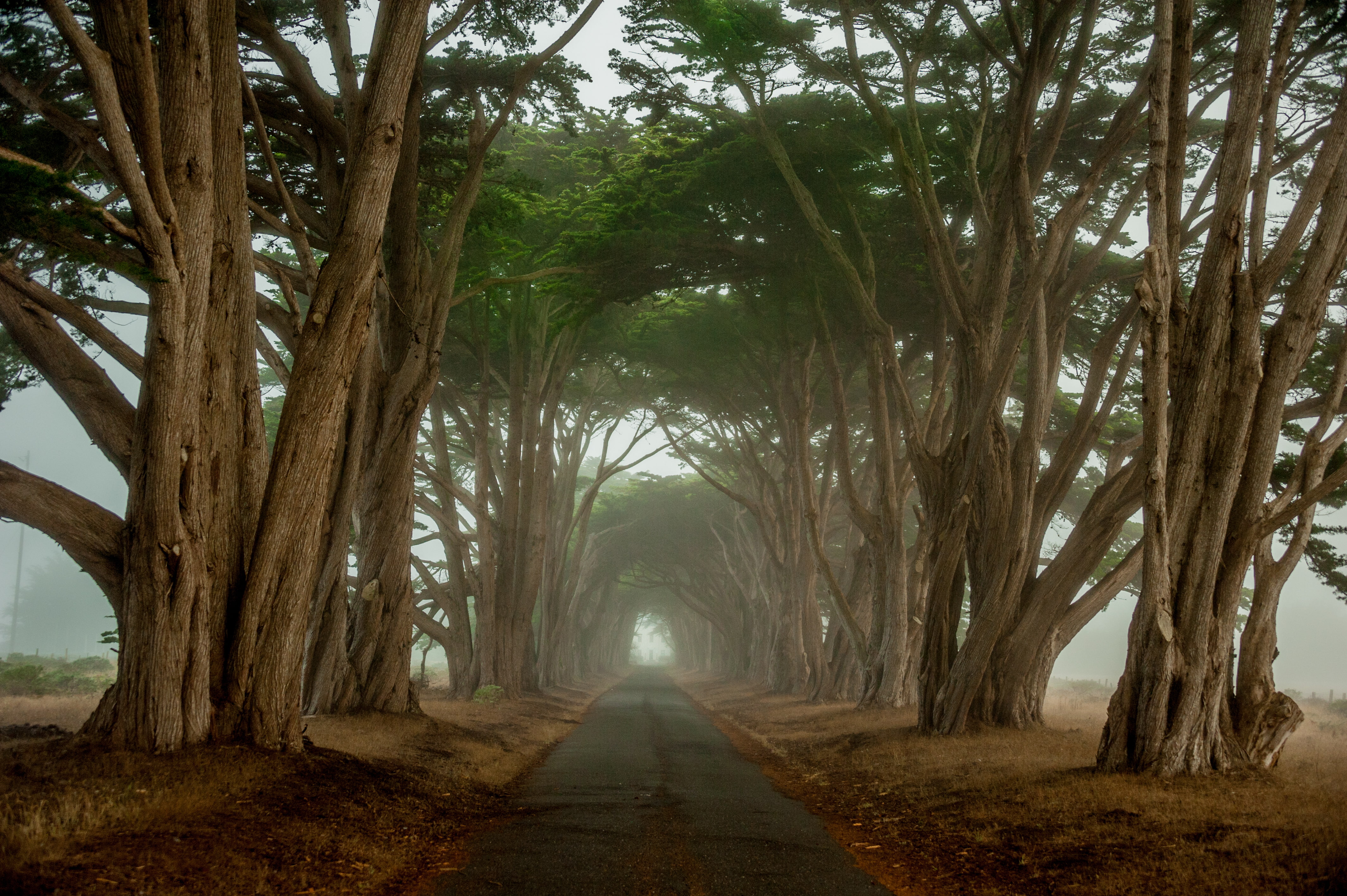 green, morning, trees, road, cypress, tunnel, 4K, CA, HD Wallpaper