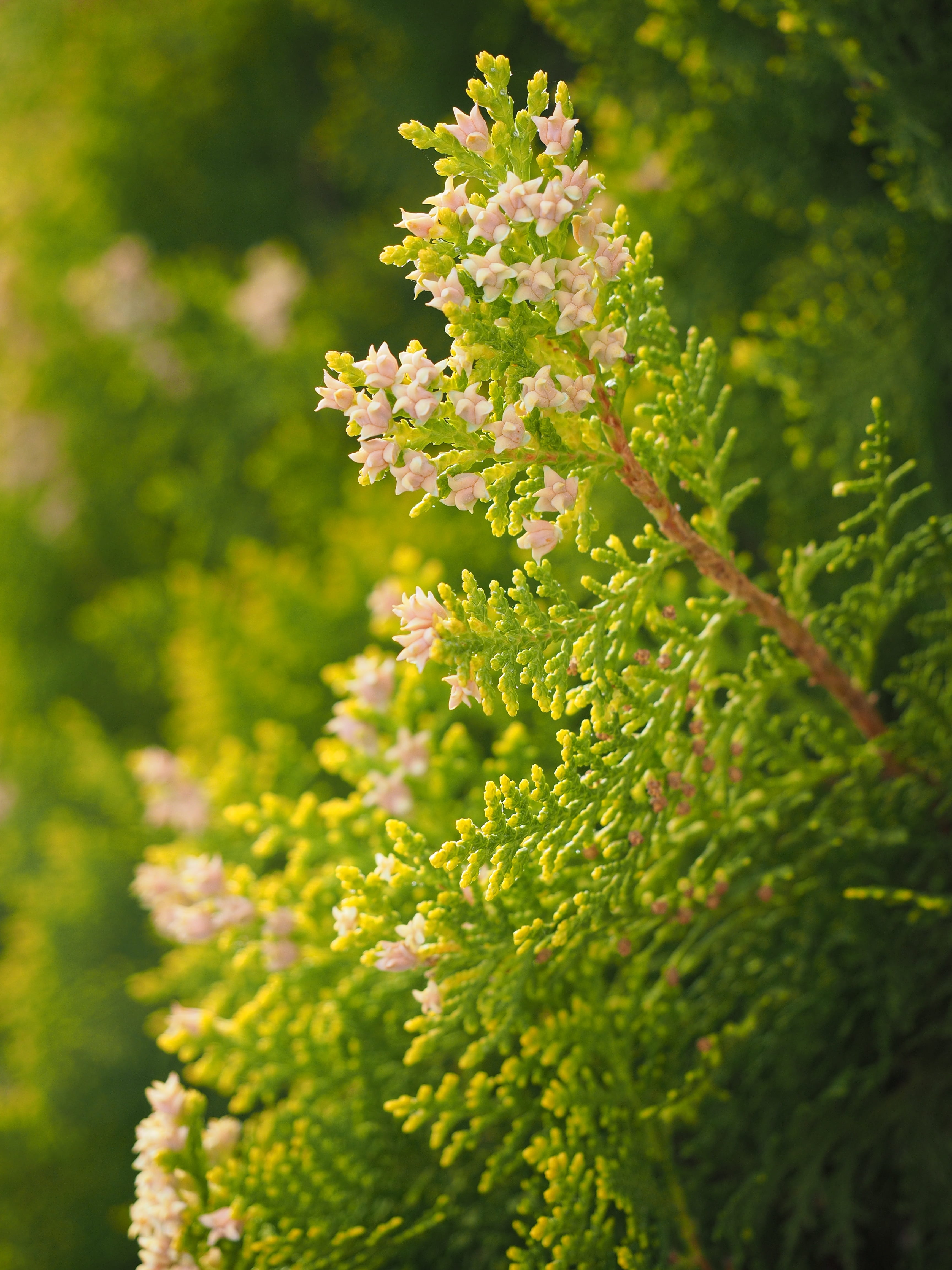 growth, no people, ordinary thuja, tranquility, thuya hedge, flowering plant, flowers, ornamental plant, flower head, beauty in nature, female flowers, Phone HD Wallpaper