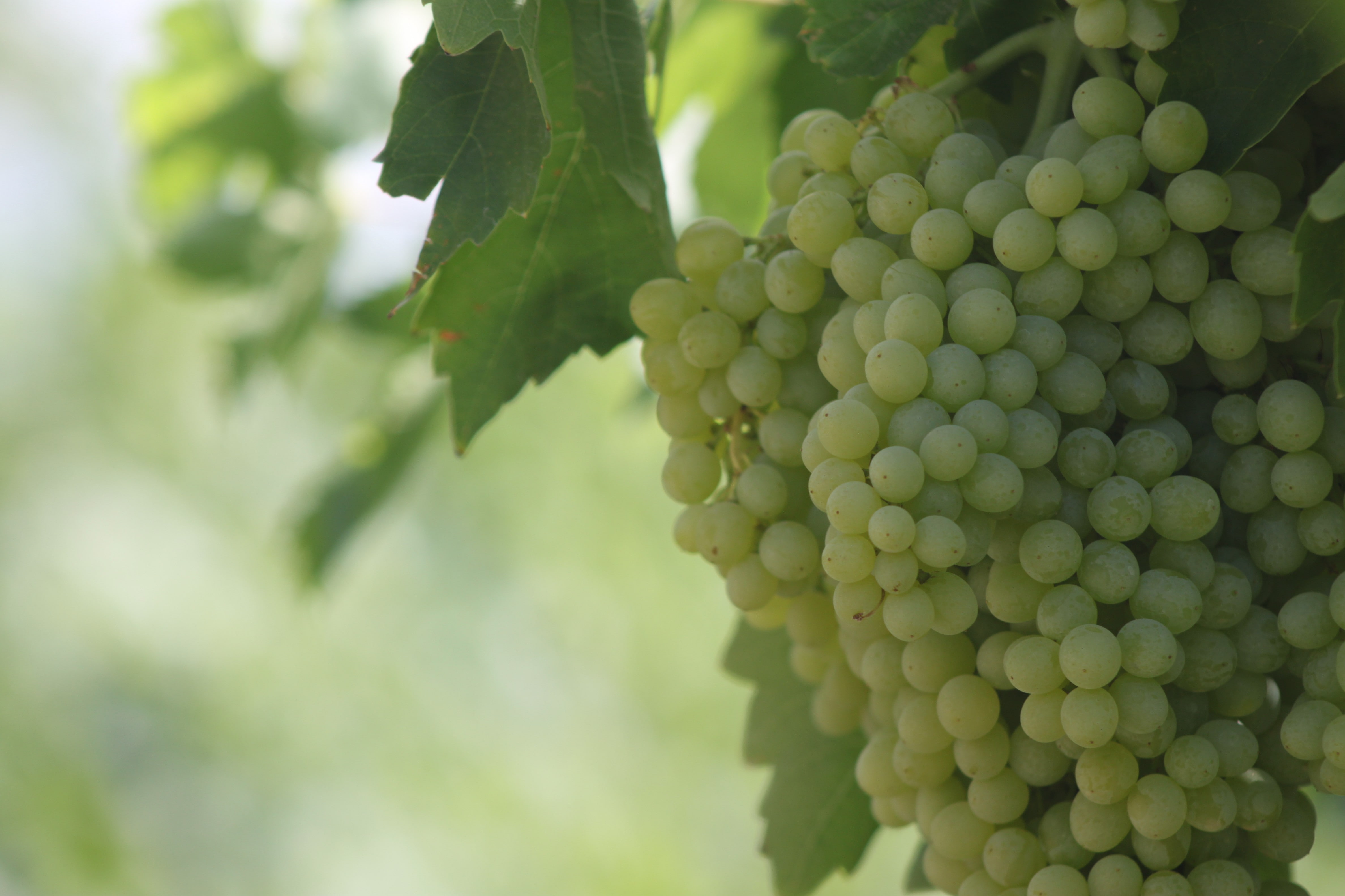 landscape, garden, grapes, 4K, HD Wallpaper