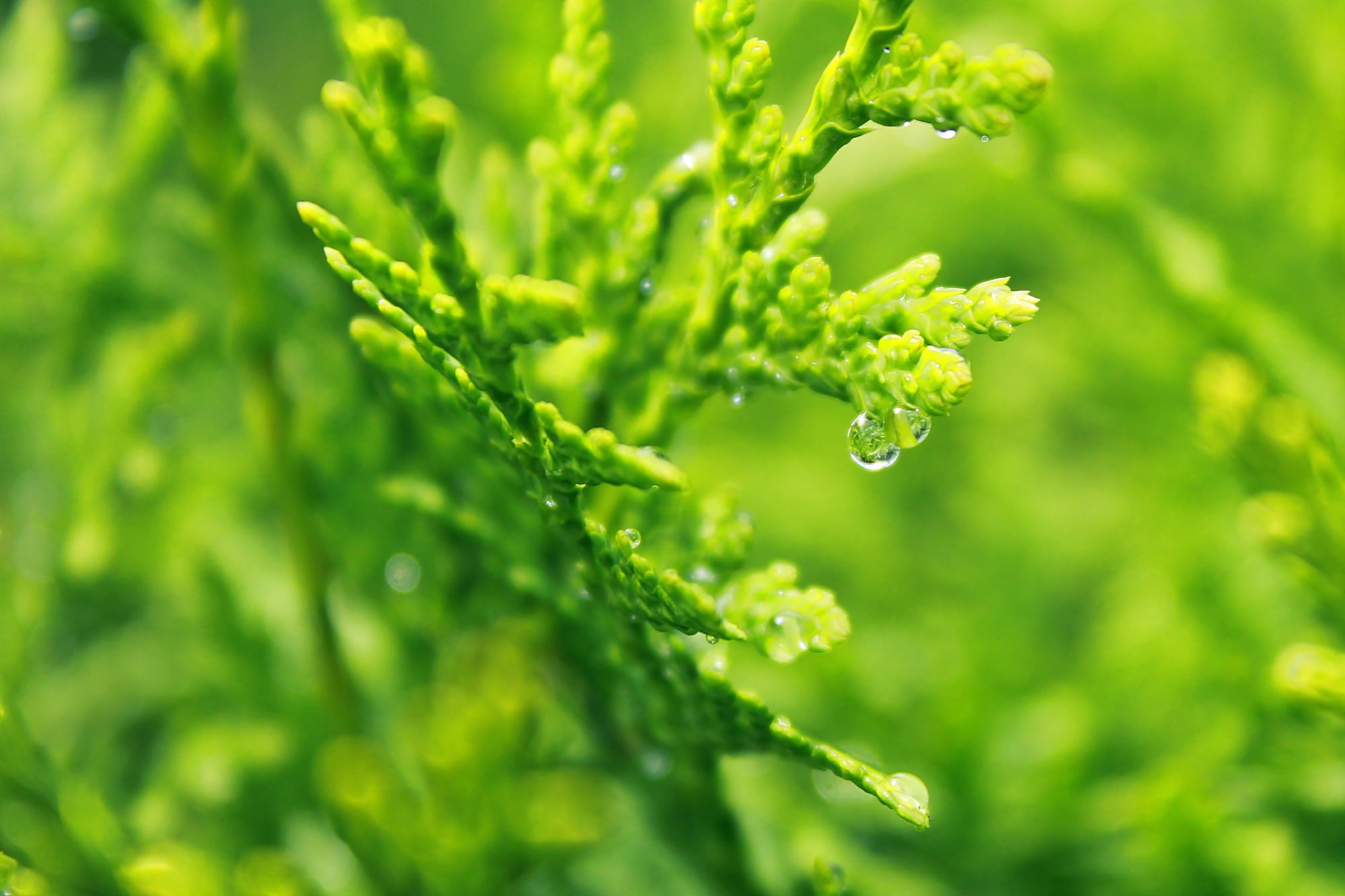 drip, close-up, raindrop, herb, freshness, plant, green Color, cypress under glass, periwinkle, rain, green, cypress branch, drop of water, summer, structure, HD Wallpaper