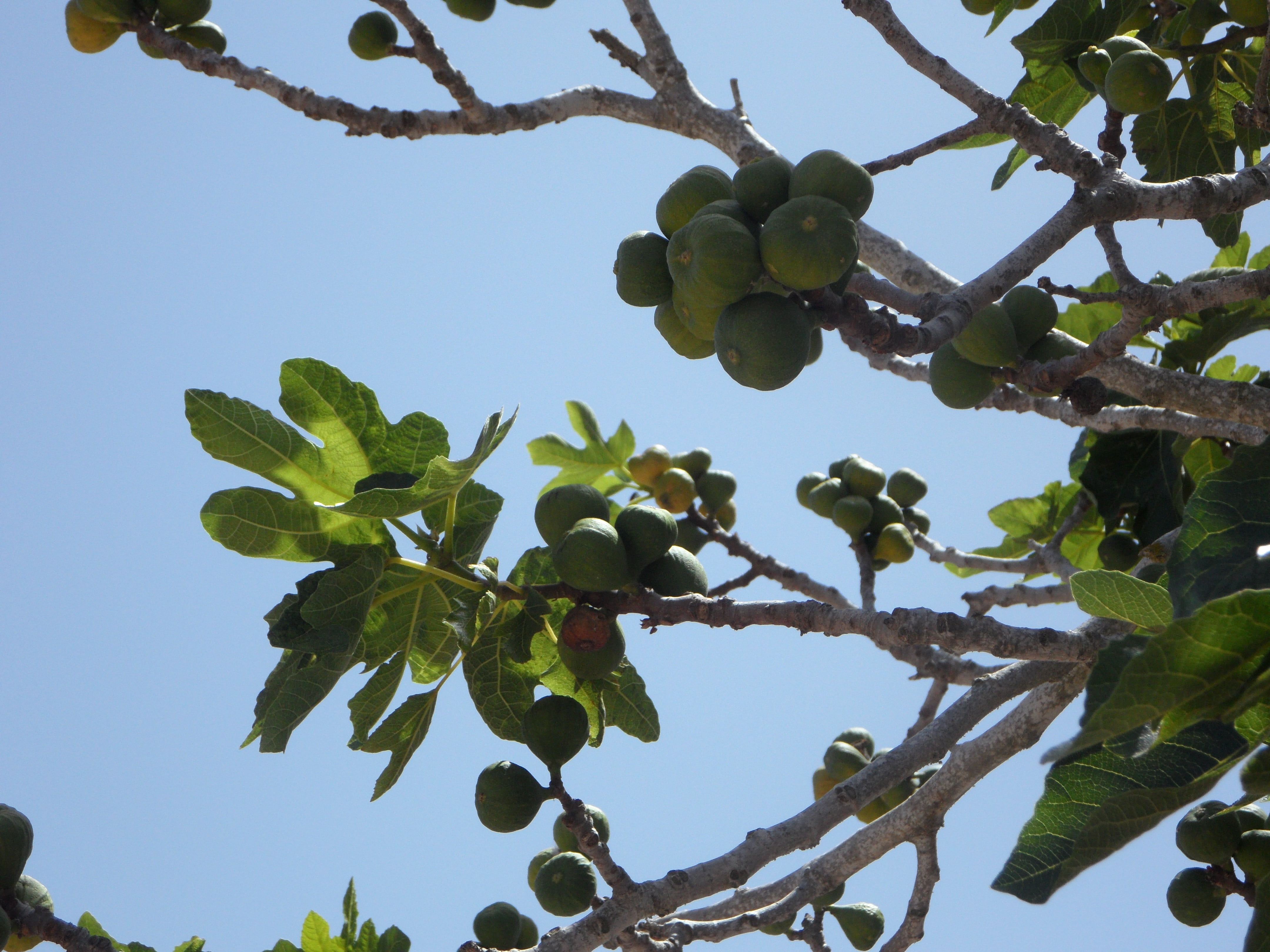 sky, clear sky, ripe, outdoors, real coward, no people, eat, fig fruit, food, fig, nutrition, 4K, back light, day, leaf, green, low angle view, plant, HD Wallpaper